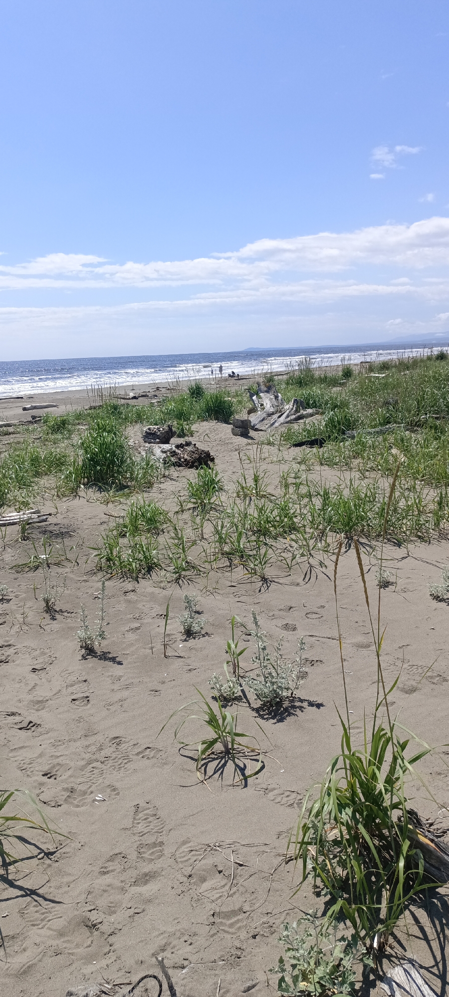 The image depicts a natural scene of a sandy beach under a bright blue sky with scattered white clouds. The foreground is dominated by sand with various types of vegetation, including tall green grasses and smaller, silvery-grey plants. Footprints are visible in the sand, suggesting recent human activity. In the middle ground, there are several pieces of driftwood scattered across the sand and among the vegetation. Further back, a body of water, likely the ocean, meets the sandy shore with gentle waves. A few indistinct human figures and what appear to be beach chairs are visible in the distance along the shoreline. The overall environment is that of a coastal landscape on a clear, sunny day.