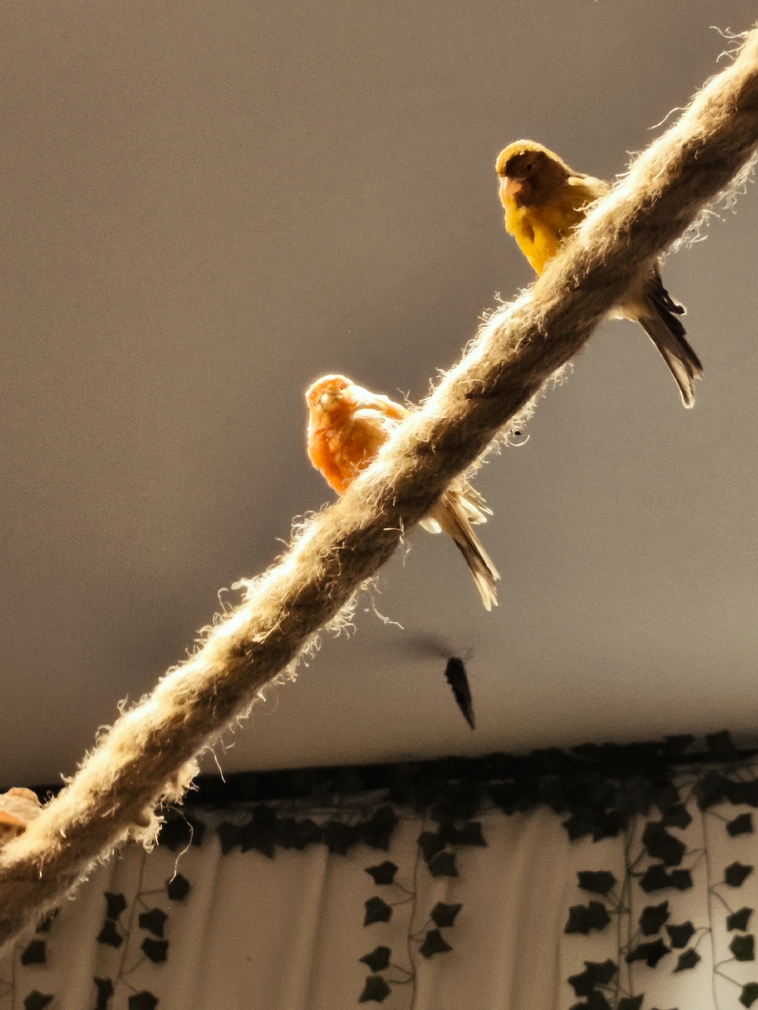 Two small, brightly colored birds are perched on a thick, textured rope. The bird on the left is a vibrant orange, while the bird on the right is a sunny yellow. The rope is positioned diagonally across the frame, with its ends out of view. The background is a soft, muted gray, and appears to be a ceiling or wall. There is a subtle shadow visible on the background, cast by an unseen object or the birds themselves. Below the rope, the image shows a glimpse of a white curtain adorned with a dark green ivy vine pattern. The lighting is warm and directional, highlighting the texture of the rope and the birds' feathers. The overall impression is one of a peaceful, indoor setting.