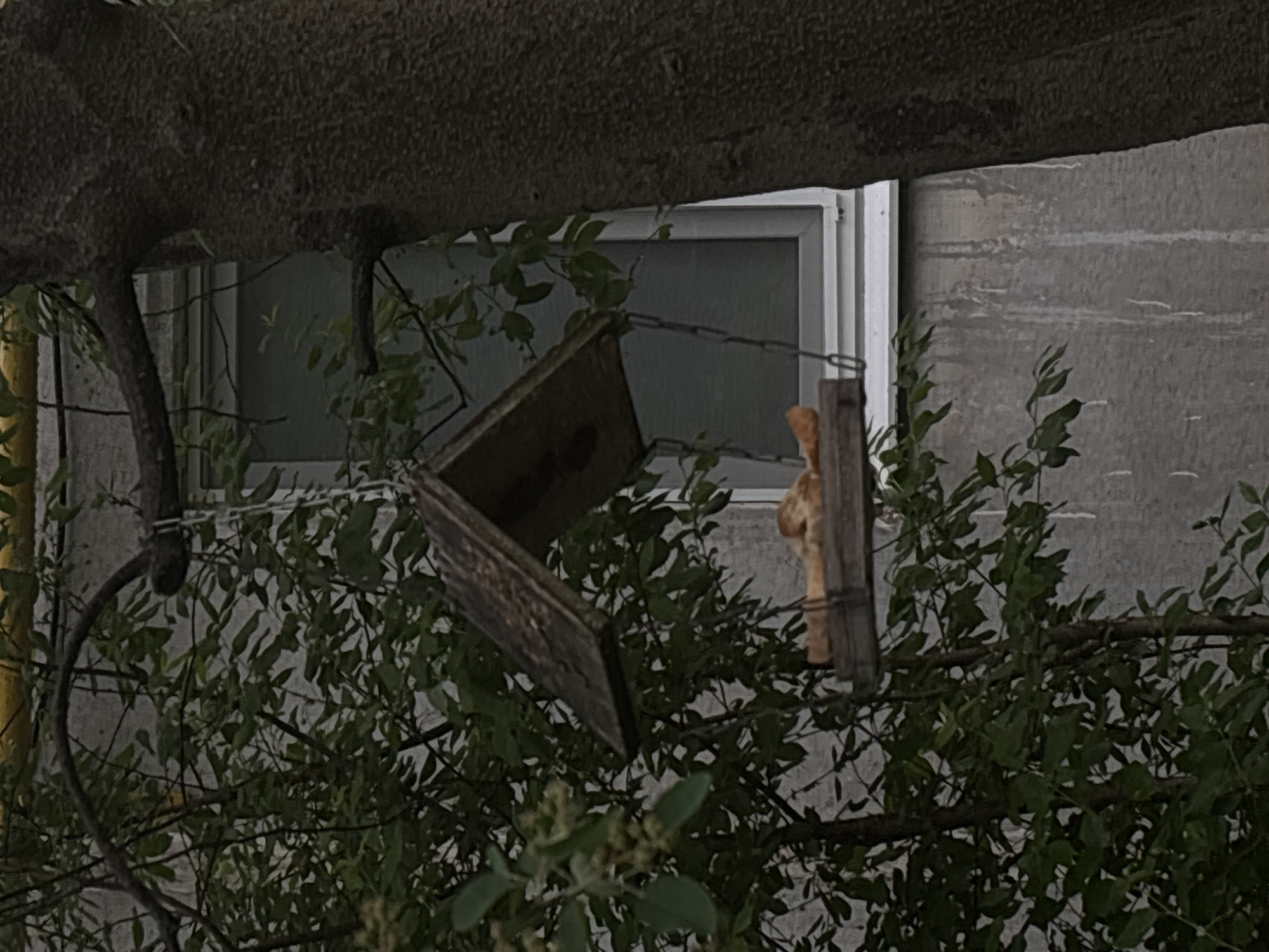 The image shows a wooden birdhouse hanging from a tree branch by a chain. The birdhouse is tilted, revealing its interior. A weathered wooden post is also hanging from the branch near the birdhouse. The scene is set outdoors, with a tree and foliage surrounding the birdhouse. In the background, a building with a white-framed window and a gray exterior wall is visible.