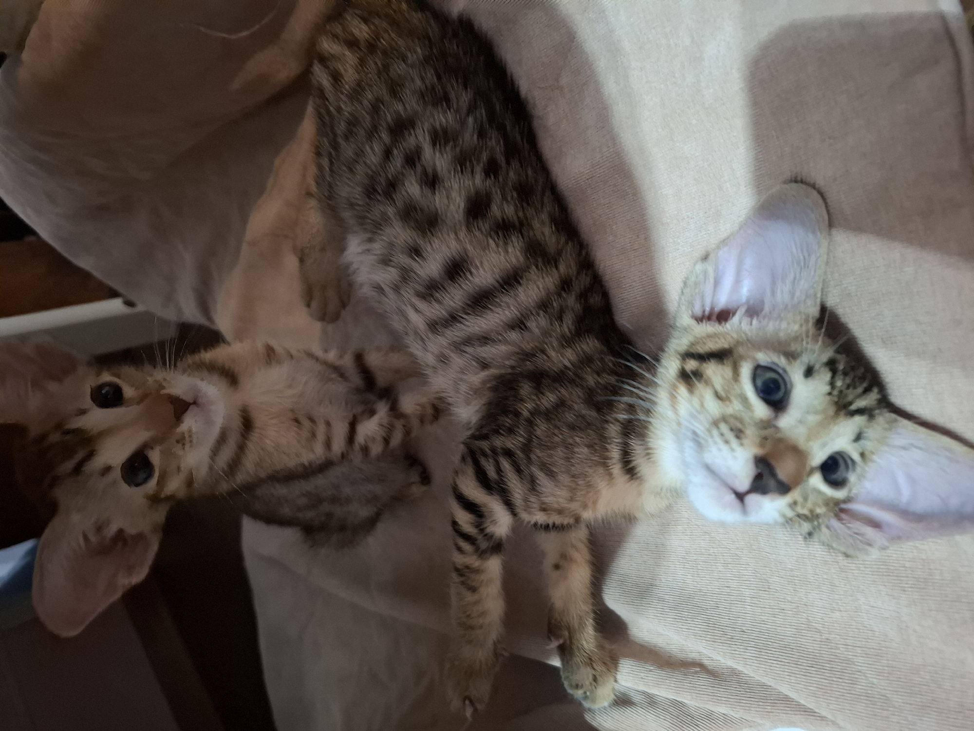 Two young oriental cats are lying on a beige textured surface, possibly a blanket or cushion. The cat in the foreground is lying on its back, with its head tilted to the side and its blue eyes looking upwards. It has tabby markings and large ears. The second cat is sitting upright behind the first, facing left, with its body partially obscured. It also has tabby markings and prominent ears. The background is dark and out of focus. The image appears to have been taken indoors. There are no indications of the location being in the city of Таптыково, Russia.