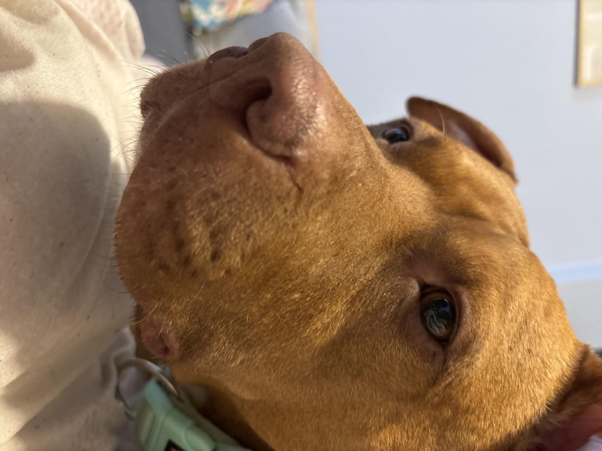 A close-up photograph shows the face of a brown dog, likely a pit bull mix, looking upwards. Its nose is large and pink, and its eyes are brown. A light green collar is partially visible around its neck. The background includes a white fabric object and a partially visible wall. The location is unknown and cannot be determined from the image.
