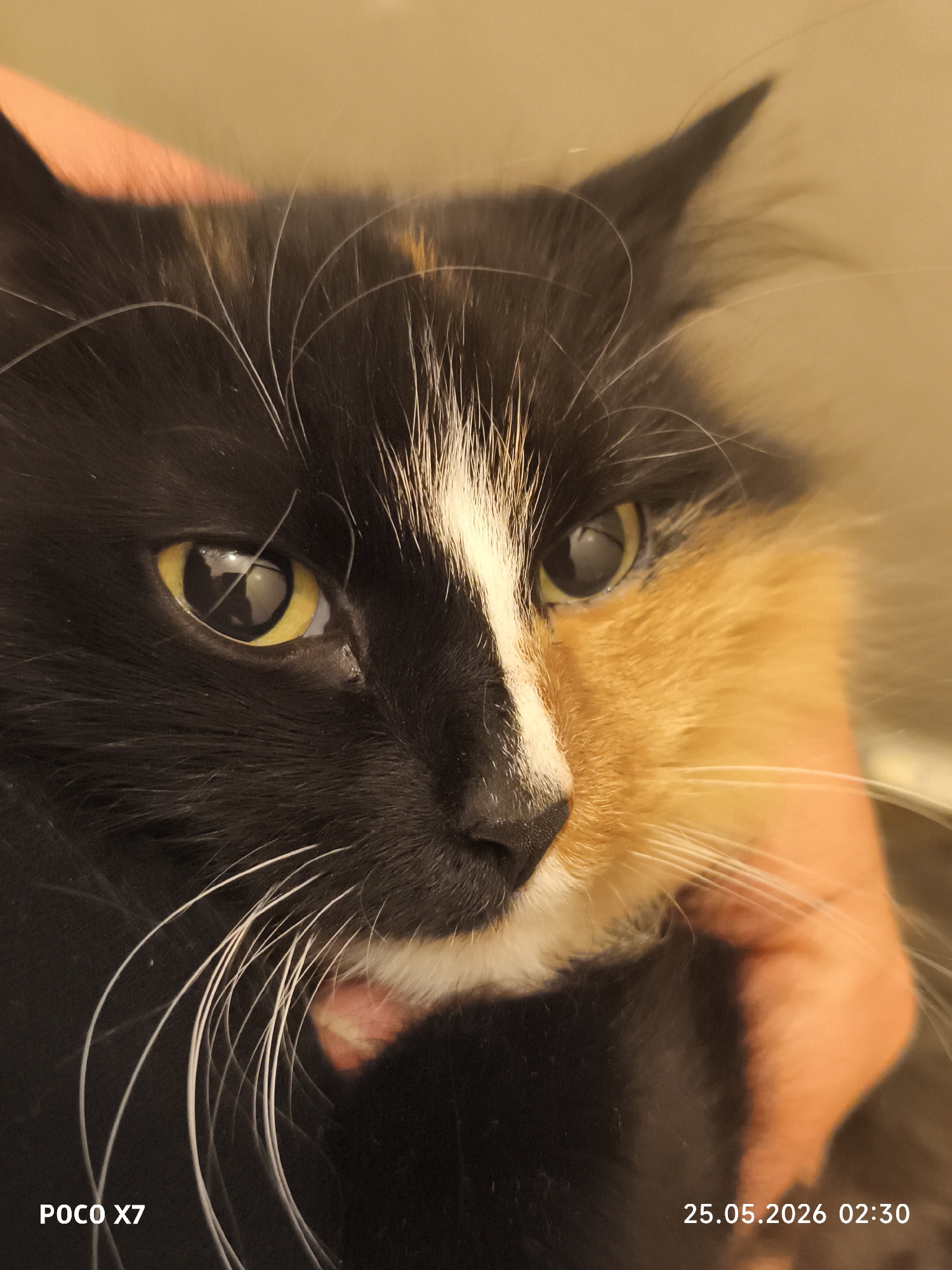 A close-up shot shows a calico cat being held, likely indoors. The cat has a striking color pattern: black on one side of its face with white markings and orange/ginger on the other. Its eyes are yellow. An adult human hand is visible holding the cat. The environment is indistinct with a blurry, warm-toned background. A "POCO X7" watermark and a date stamp "25.05.2026 02:30" appear at the bottom of the image.