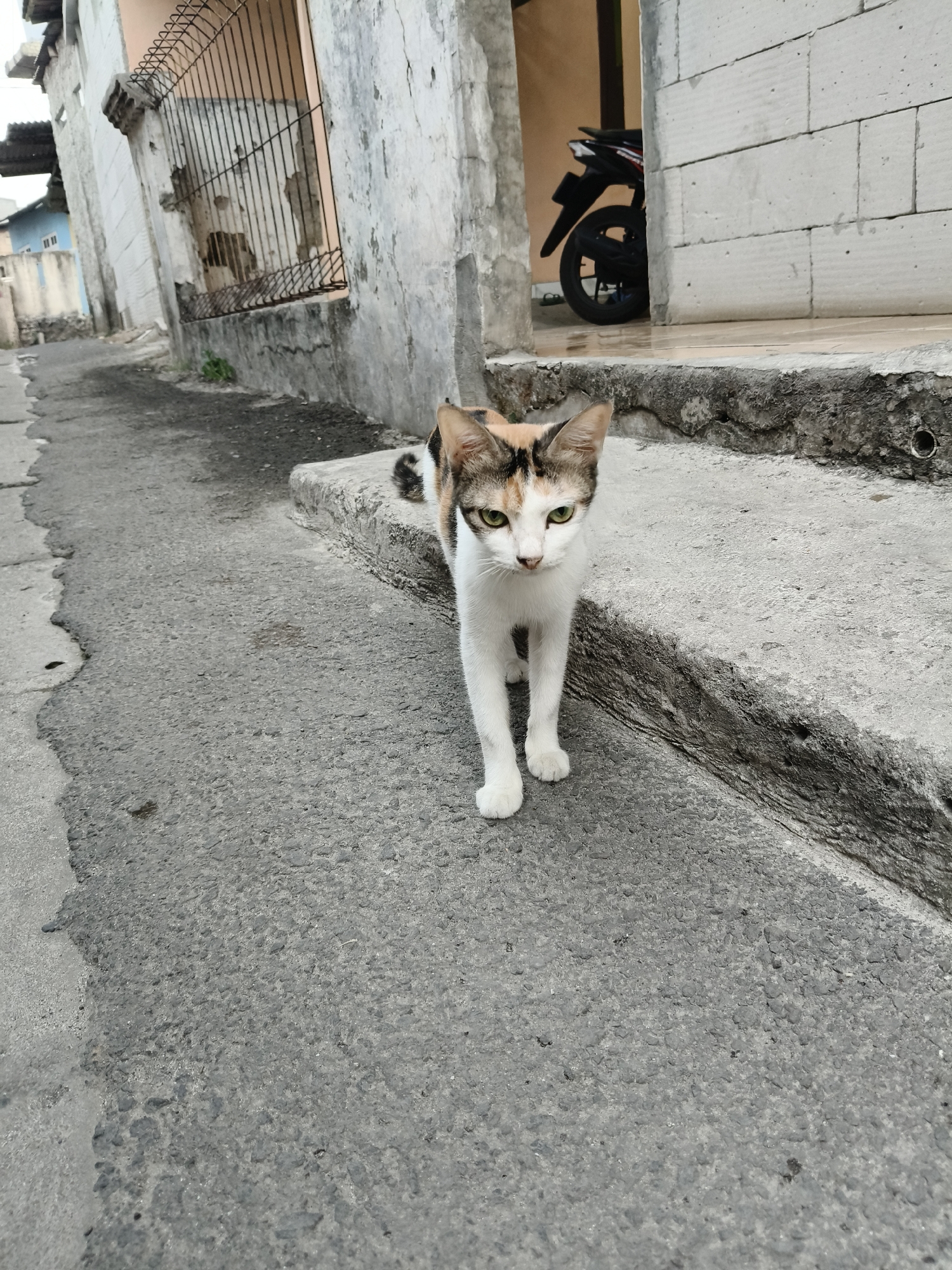 A tortoiseshell and white cat stands on a concrete sidewalk in front of a building in a city alleyway. The cat is facing the camera with its head slightly tilted. The alleyway appears to be in South Tangerang, Indonesia, given the architectural style and presence of a motorcycle parked in the background. The building walls are weathered and have graffiti. The sidewalk is cracked and uneven, with some debris scattered around.