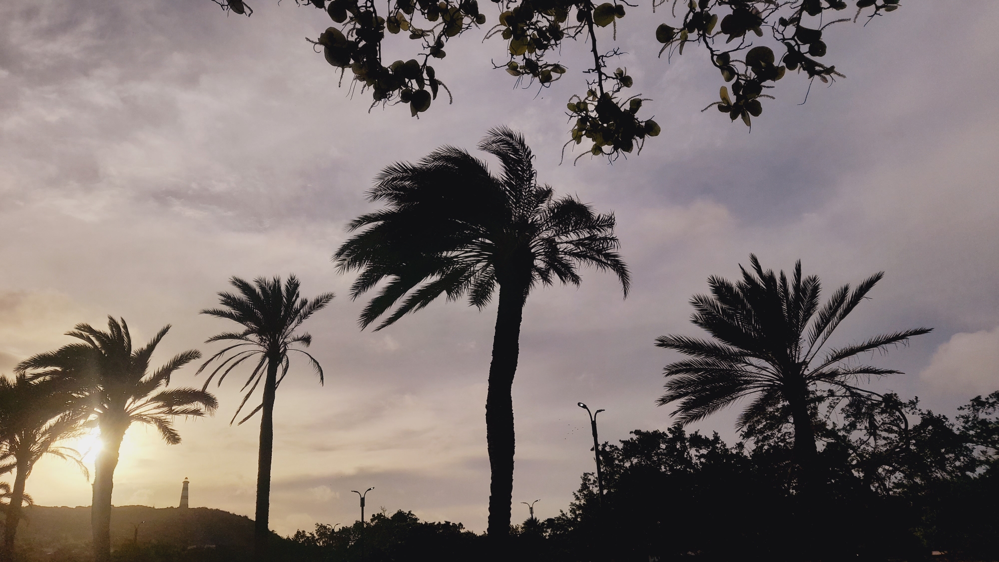 In the city of Pedro González, Venezuela, a silhouette of palm trees against a cloudy sky is captured at dusk. The sun's rays pierce through the leaves of the palm trees on the left side of the frame, creating a warm glow. In the background, a lighthouse stands tall on a hill, its light visible. The image is framed by the dark branches of another tree with round fruits, hanging from the top of the frame. The sky is a mix of soft blues and grays, with streaks of white clouds. The overall scene is tranquil and serene, evoking a sense of calm and beauty.