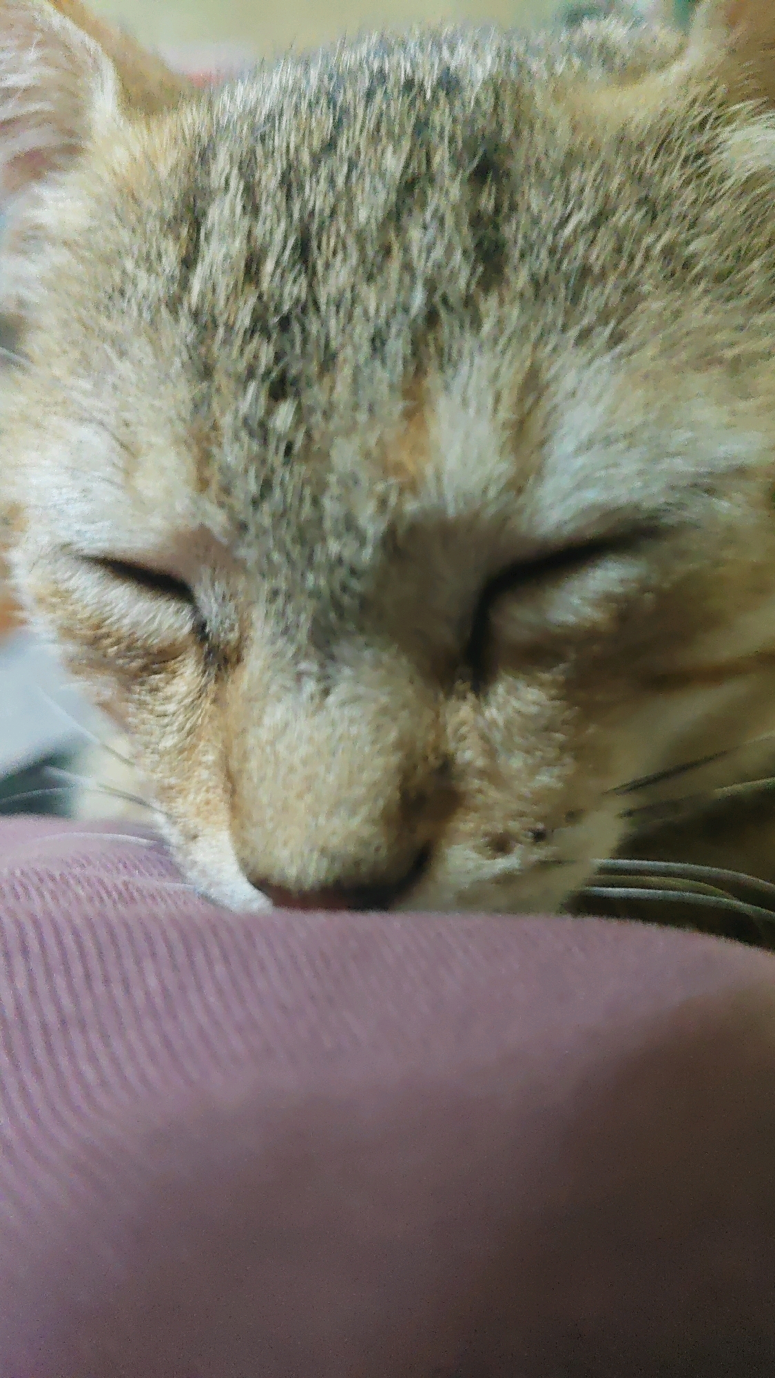 A close-up, slightly blurry, vertical image shows the face of a tabby cat sleeping peacefully. The cat's eyes are closed, and its nose is resting on a textured, rose-colored fabric, likely a pillow or blanket. The cat's fur is a mix of light brown, grey, and black stripes. The background is out of focus, suggesting the image was taken indoors.