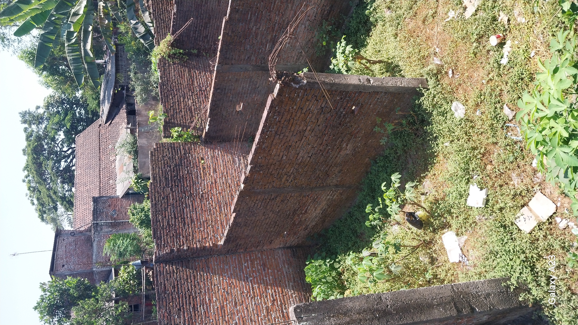 In Kelurahan Penarukan, Indonesia, an outdoor scene unfolds with partially constructed brick walls forming enclosures. The walls are made of red bricks, some of which appear weathered and unfinished, with exposed rebar protruding from the tops and at corners, indicating an ongoing or abandoned construction project. Vegetation, including leafy green plants and dry grass, grows abundantly within and around the walled areas, suggesting a lack of regular maintenance. Scattered pieces of debris, such as white styrofoam blocks and crumpled paper, are visible on the ground amidst the foliage. In the background, a tiled roof house with brick walls and some metal sheeting is discernible, surrounded by lush green trees. The sky is a pale blue with some haze. The lighting suggests it is daytime, likely under direct sunlight, creating shadows on the brickwork. The overall impression is one of an undeveloped or neglected site within a semi-rural or residential area.