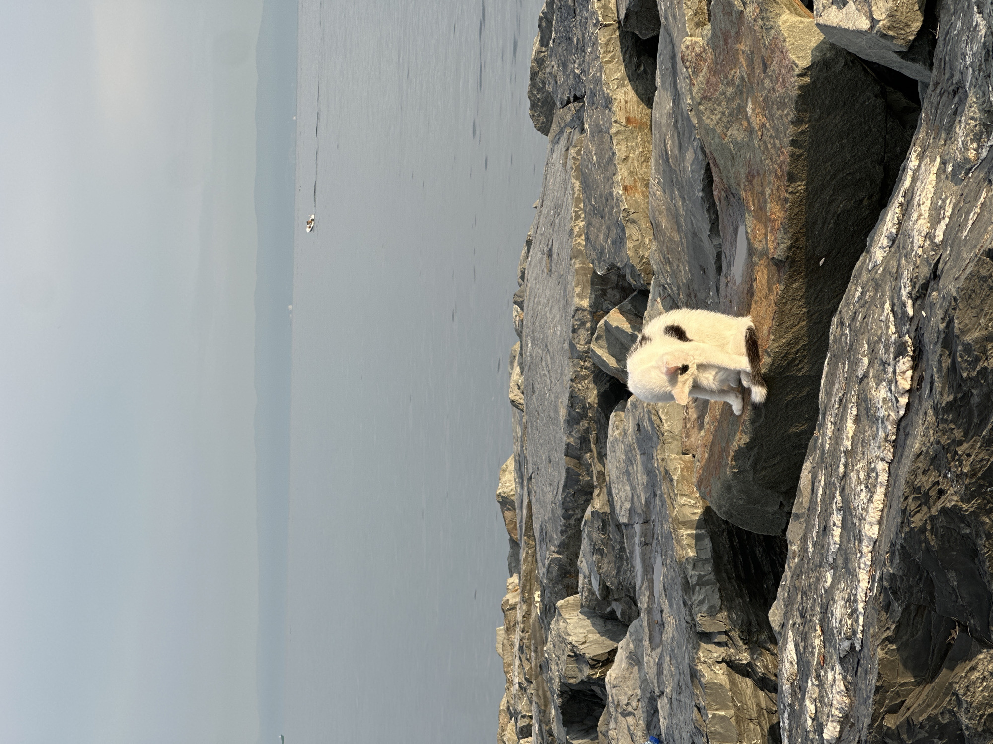 A white cat with black markings is grooming itself on a large, reddish-brown rock on a breakwater. The breakwater is composed of numerous large, gray rocks. Beyond the breakwater, a calm, gray body of water stretches to the horizon, where a hazy, blue-gray mountain range is visible. The sky is overcast and light gray. In the distance on the water, a small white boat with two people is moving from left to right, leaving a wake. Another, even smaller boat is visible far to the left. The scene is captured at what appears to be a coastal area in Bakırköy, Turkey.