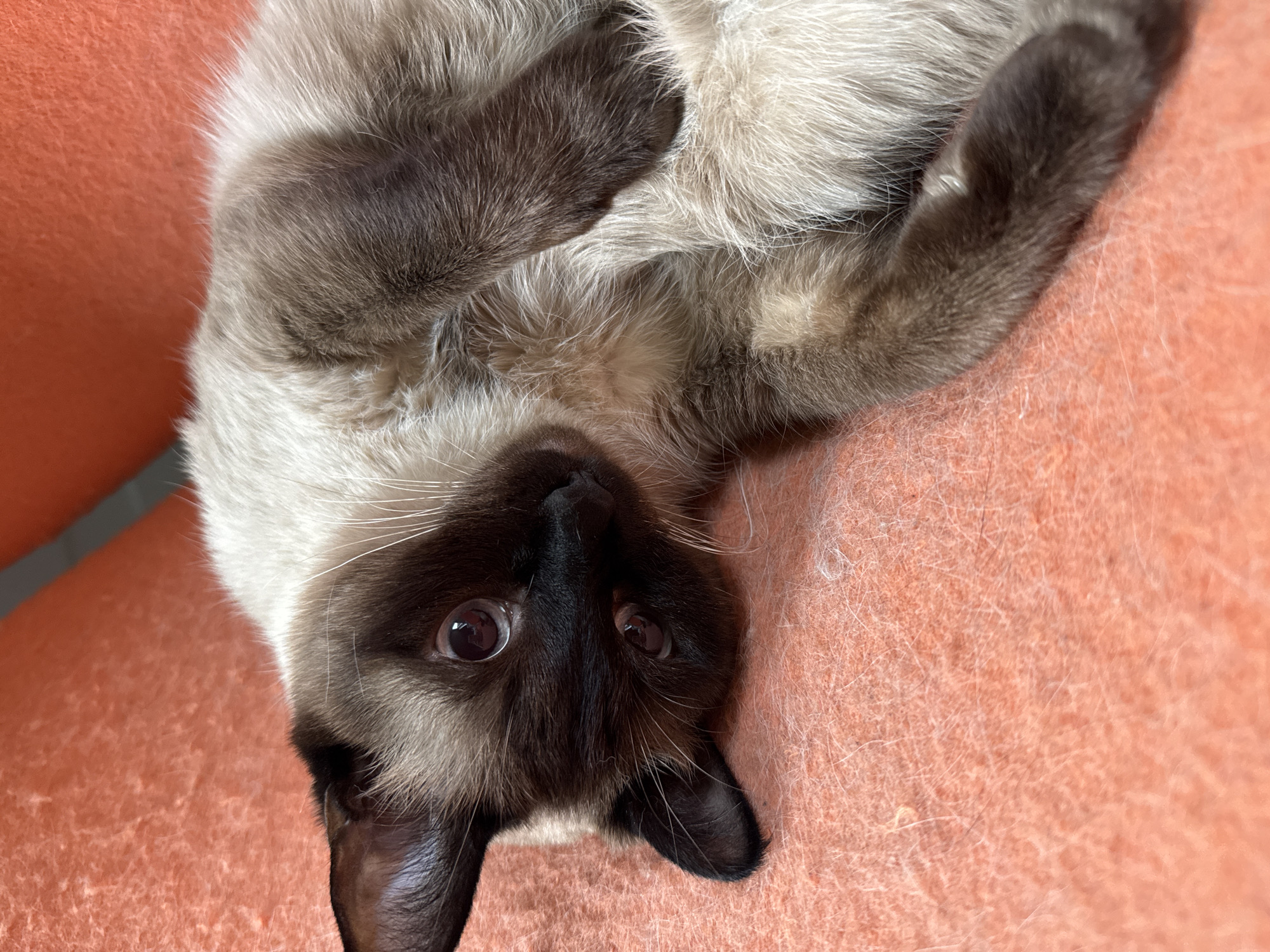 A close-up, slightly canted, indoor photograph shows a seal point Siamese cat reclining on an orange, textured surface. The cat is lying on its back, with its head tilted towards the camera. Its eyes are open and appear dark. Its fur is primarily light beige, with dark brown markings on its face, ears, and paws. The background is out of focus, with the orange surface being the only visible element. No indication of the location being Steklyannyi, Russia is present.