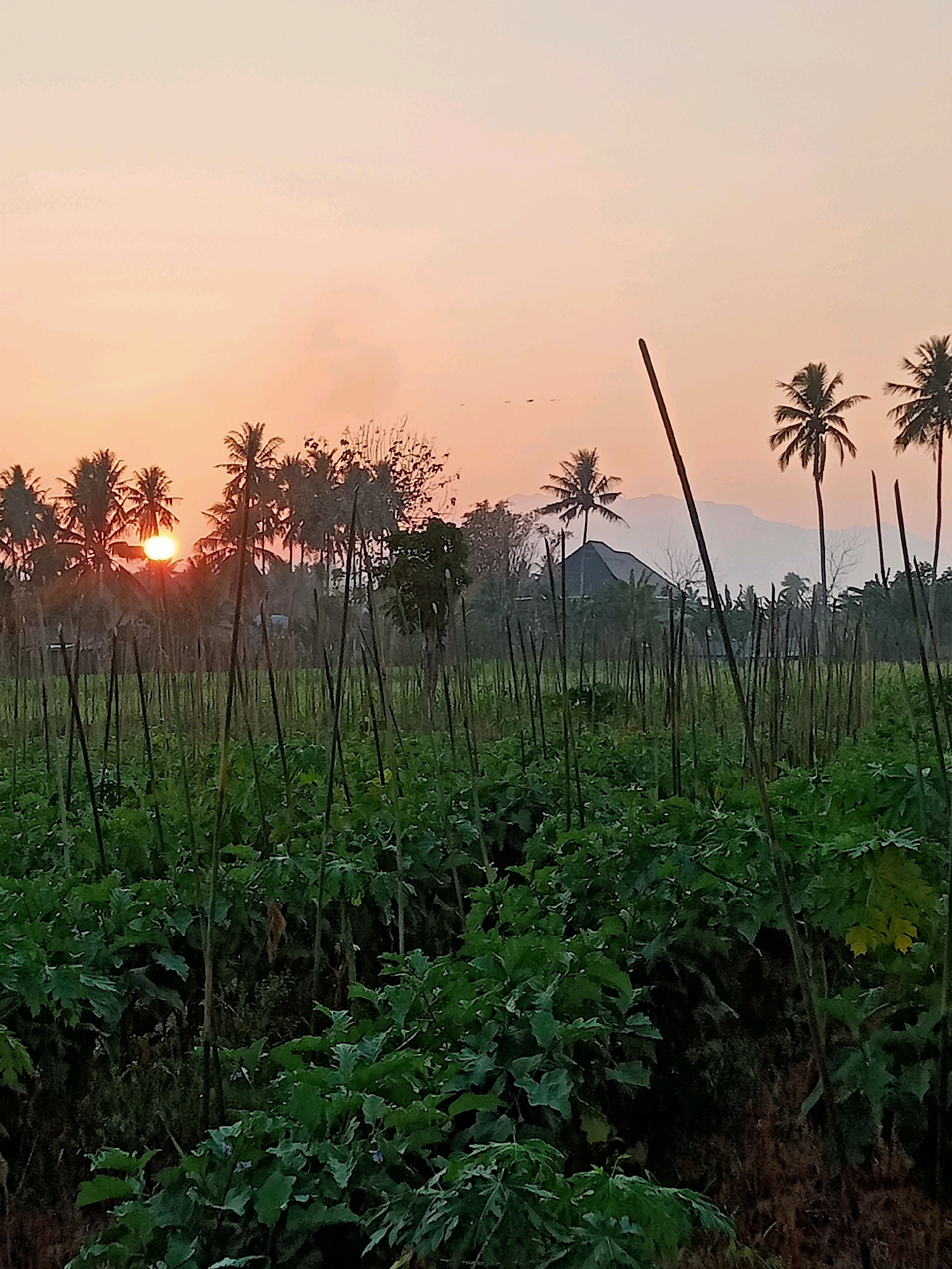 The image depicts a rural agricultural landscape at sunrise in Mongolato, Indonesia. The foreground is dominated by a field of lush green plants, likely crops, with tall, thin stakes supporting them. The plants are dense and leafy, with some leaves showing yellowing. In the middle ground, a line of palm trees stands silhouetted against the soft, peachy-orange sky. The sun, a bright orange orb, is partially visible through the palm fronds on the left side of the image. Behind the palm trees, a dark, angular structure, possibly a house or barn, is visible. In the far background, hazy mountains rise against the horizon. The sky is clear with subtle gradient of color from light orange near the horizon to a lighter hue at the top. There are no people or animals visible in the frame. The overall impression is one of a tranquil rural morning in a tropical setting.