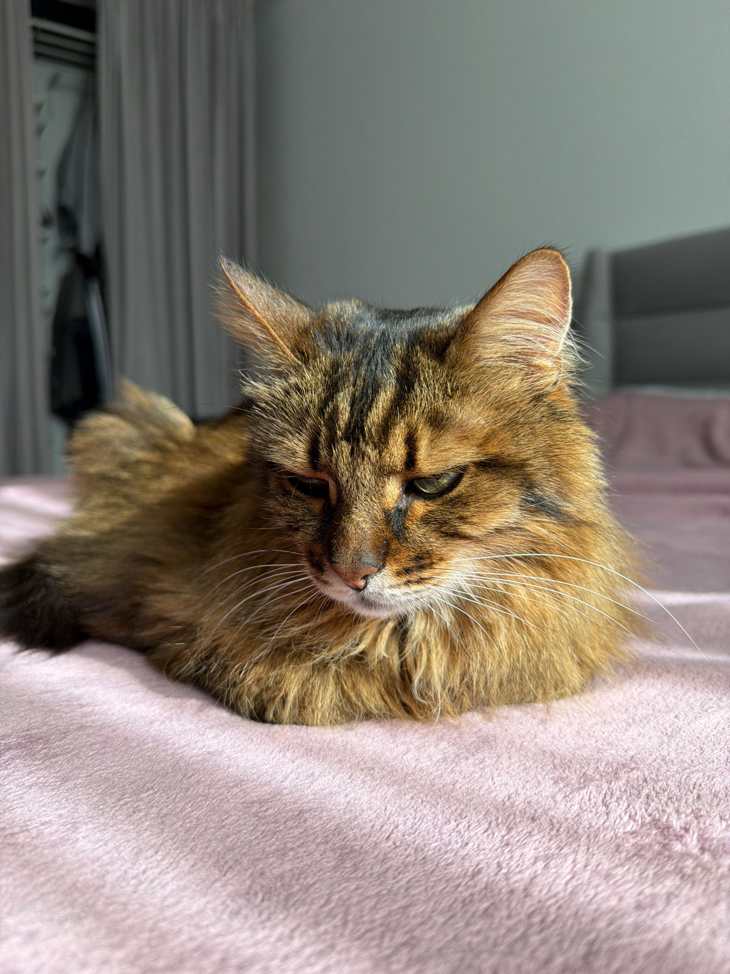 A long-haired, brown tabby cat with green eyes is lying on a pink, fuzzy blanket. The cat is facing the viewer, with its head slightly tilted down. Its fur is golden brown with dark stripes. The background is blurred and shows a bed with a grey headboard, curtains, and a closet. The lighting suggests the photo was taken indoors, possibly in a bedroom, during the day. There is no identifiable information about the location in Kyiv, Ukraine.