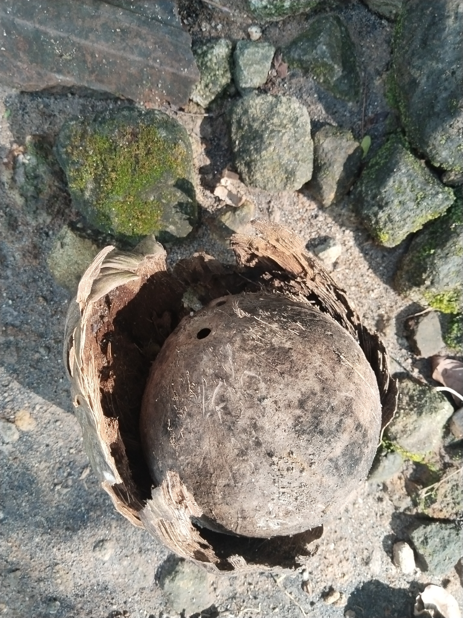 The image depicts a partially broken coconut shell on a ground surface in an undetermined location in the city of Unknown, Unknown. The coconut shell has two distinct holes. The surrounding environment features various rocks and granular material. Some of the rocks have moss growing on them.
