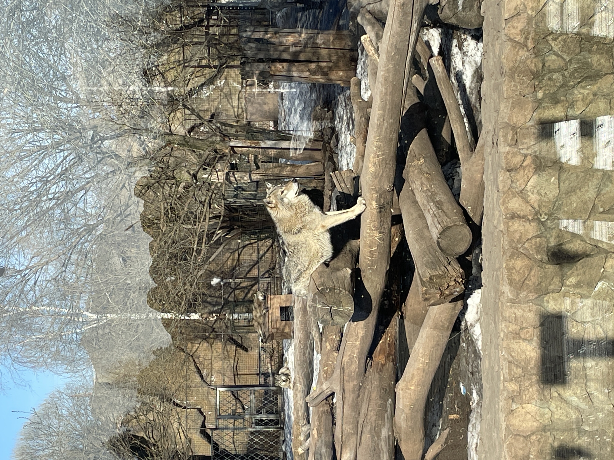 The image depicts a wolf in a zoo enclosure. The wolf is standing on a pile of logs, with its front paws on a higher log, looking upwards. The enclosure has a stone wall on the right and a metal fence behind the logs. Bare trees are visible in the background, likely outside the enclosure. The image appears to be taken through a window, with reflections visible. It's likely the Izhevsk Zoo in Russia.