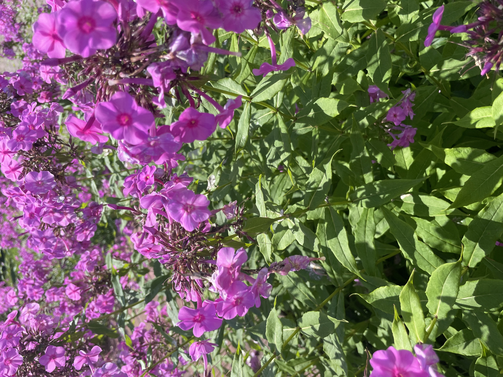 The image depicts a close-up view of a dense cluster of vibrant pink phlox flowers in bloom, interspersed with lush green foliage. The flowers are in various stages of opening, with some buds still tightly closed and others fully unfurled, revealing their delicate petals. The sunlight casts shadows across the leaves and some of the flowers, creating a dappled effect. The background is a soft blur of more pink flowers and green leaves, suggesting a large garden or natural setting. The scene is devoid of any human presence or man-made objects, focusing solely on the natural beauty of the blooming flowers and the surrounding plant life. The context provided about the location in Zavolzhye, Russia, indicates this natural scene is situated within that specific geographical area.