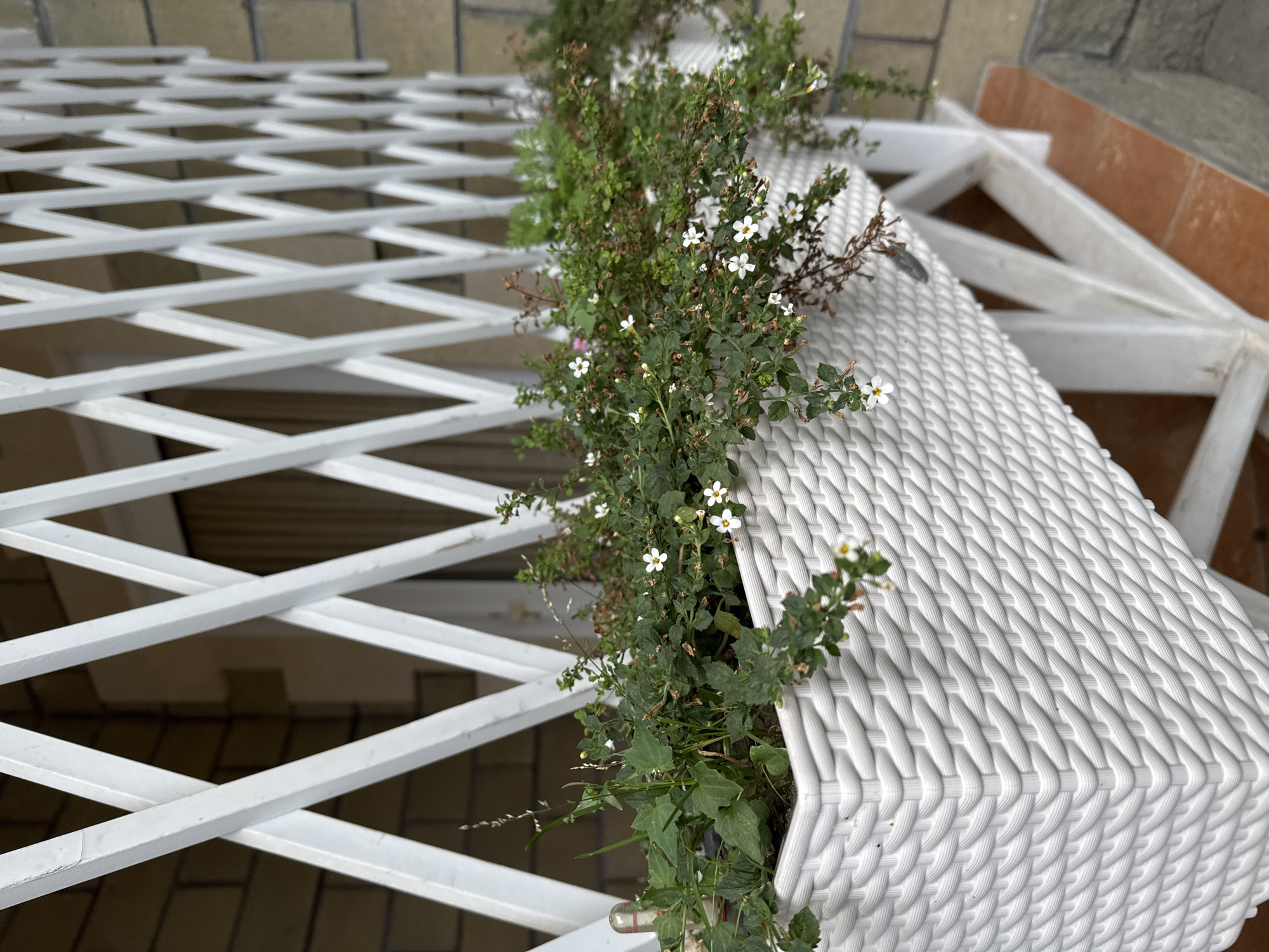 This is a medium shot, eye-level, outdoor photograph taken in Sary-Oy, Kyrgyzstan. The image features a white, woven planter box filled with green plants and small white flowers, positioned in front of a white lattice fence. The planter box is on a white wooden stand. In the background, there is a brick wall and a curtained doorway. The ground is tiled with reddish-brown tiles. The scene appears to be on a balcony or porch. There are no people visible in the image.