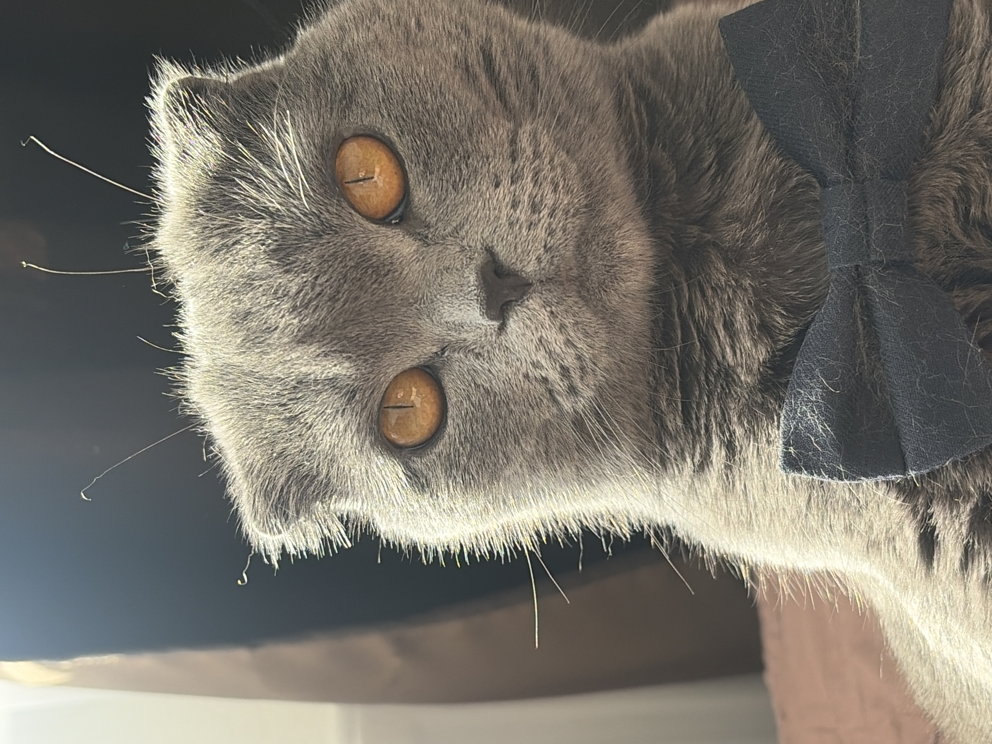 A gray Scottish Fold cat is seen from below, with its head tilted. The cat has amber eyes, a small nose, and is wearing a dark blue or black bow tie. Some whiskers are visible. The background is out of focus but includes what appears to be a dark surface above the cat and a light-colored surface below. The location is not discernible from the image.