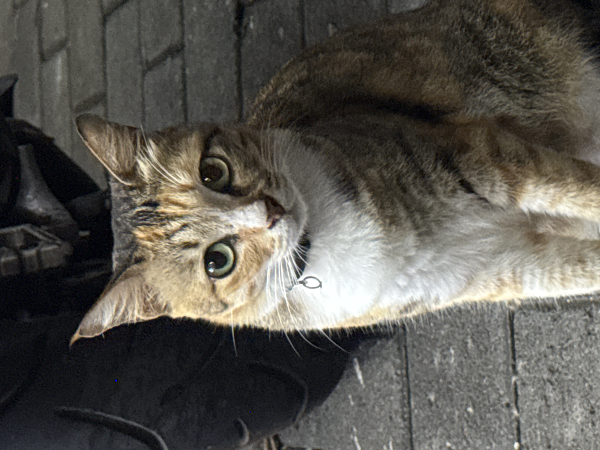 A medium shot captures a tabby cat sitting on a paved surface. The cat is looking directly at the camera with wide, green eyes. Its fur is a mix of brown, black, and white, with distinct tabby markings on its head and body. The cat is wearing a black collar with a small, silver charm. To the left of the cat, a dark, out-of-focus object, possibly part of a vehicle, is visible. The background consists of gray, rectangular paving stones.