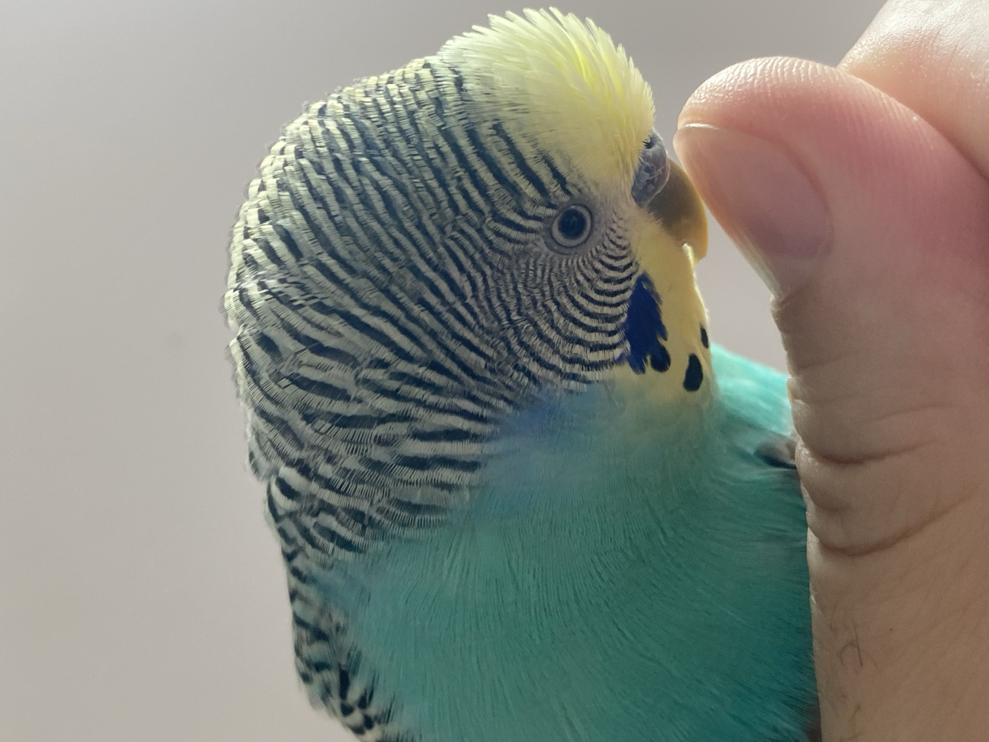 A close-up photograph shows a parakeet, mostly blue and yellow in color, being gently touched by a human finger. The parakeet's head is turned towards the camera, showing black and white striped feathers on top, a yellow forehead, and a dark blue mark near the eye. The parakeet is perched on the finger of a person, presumably the owner. The background is a plain, light color. The location is unknown.