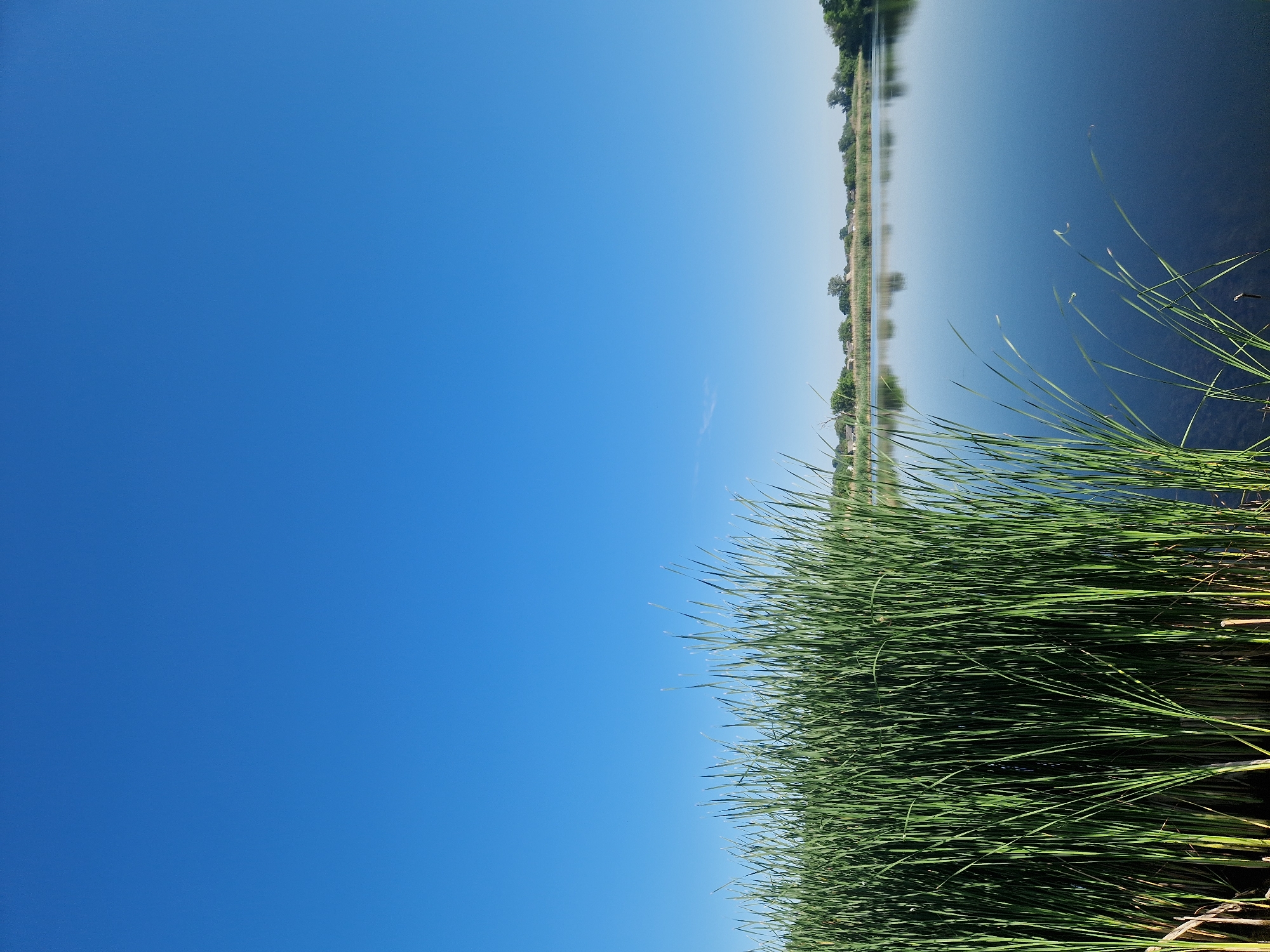 A serene natural landscape unfolds under a clear, vast blue sky. In the foreground, a dense cluster of tall, green cattails stands along the edge of a calm body of water. The water's surface acts as a mirror, reflecting the opposite shoreline, which is lined with a mix of trees and the rooftops of houses, indicating a nearby settlement. The scene appears tranquil and untouched by human activity in the immediate vicinity, evoking a sense of peace. This natural scene is located in the city of Ustyvytsia, Ukraine.