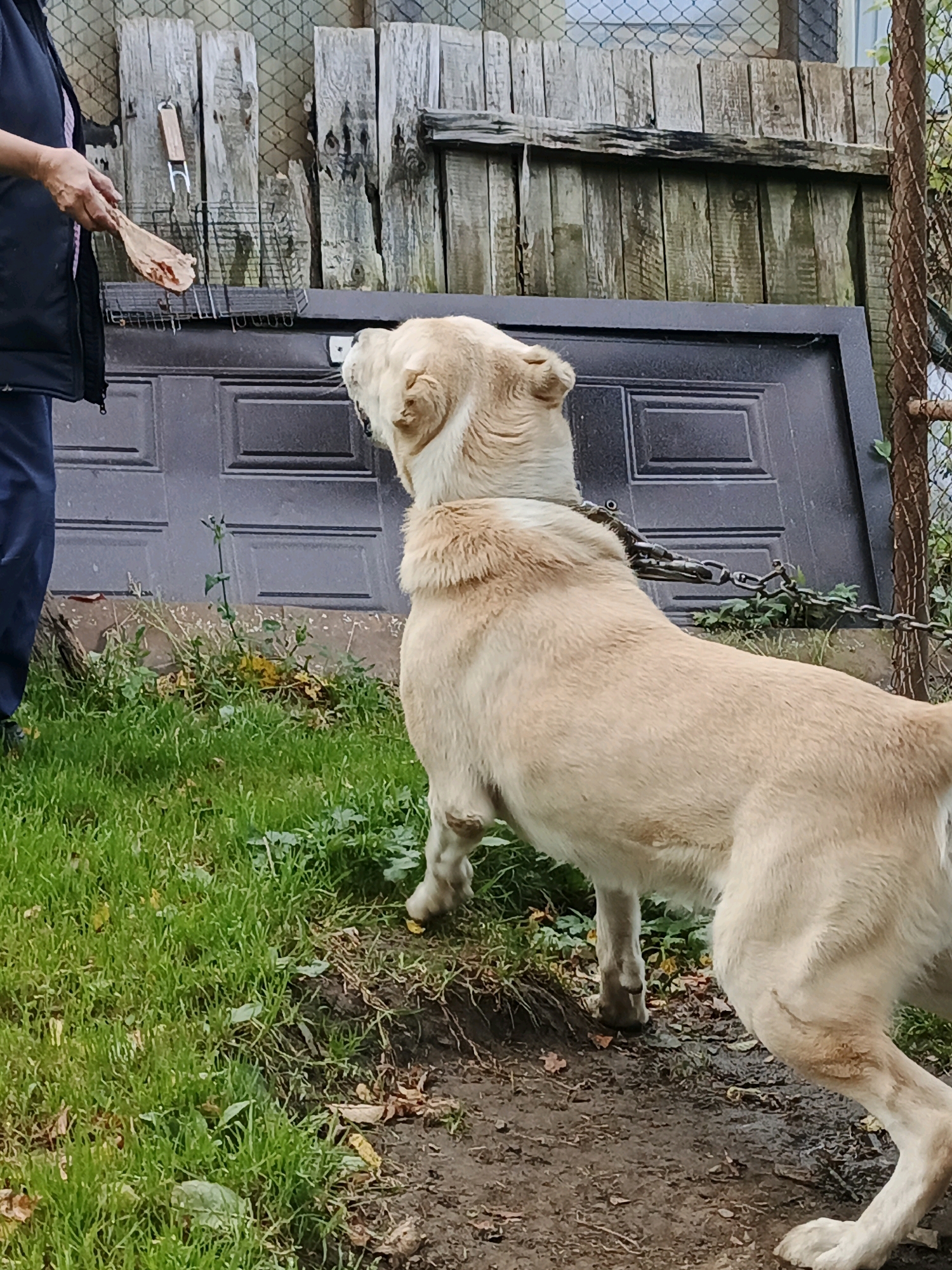 A light-colored dog on a chain stands looking at a person holding a wooden spatula with food on it. The dog is facing away from the viewer, and the person is on the left side of the image. Behind them is a dark-colored door leaning against a wooden fence. The ground is covered with green grass and some dirt. The image appears to be taken outdoors in a rural or semi-rural setting, possibly a backyard. The location is described as Zlatoust, Russia.