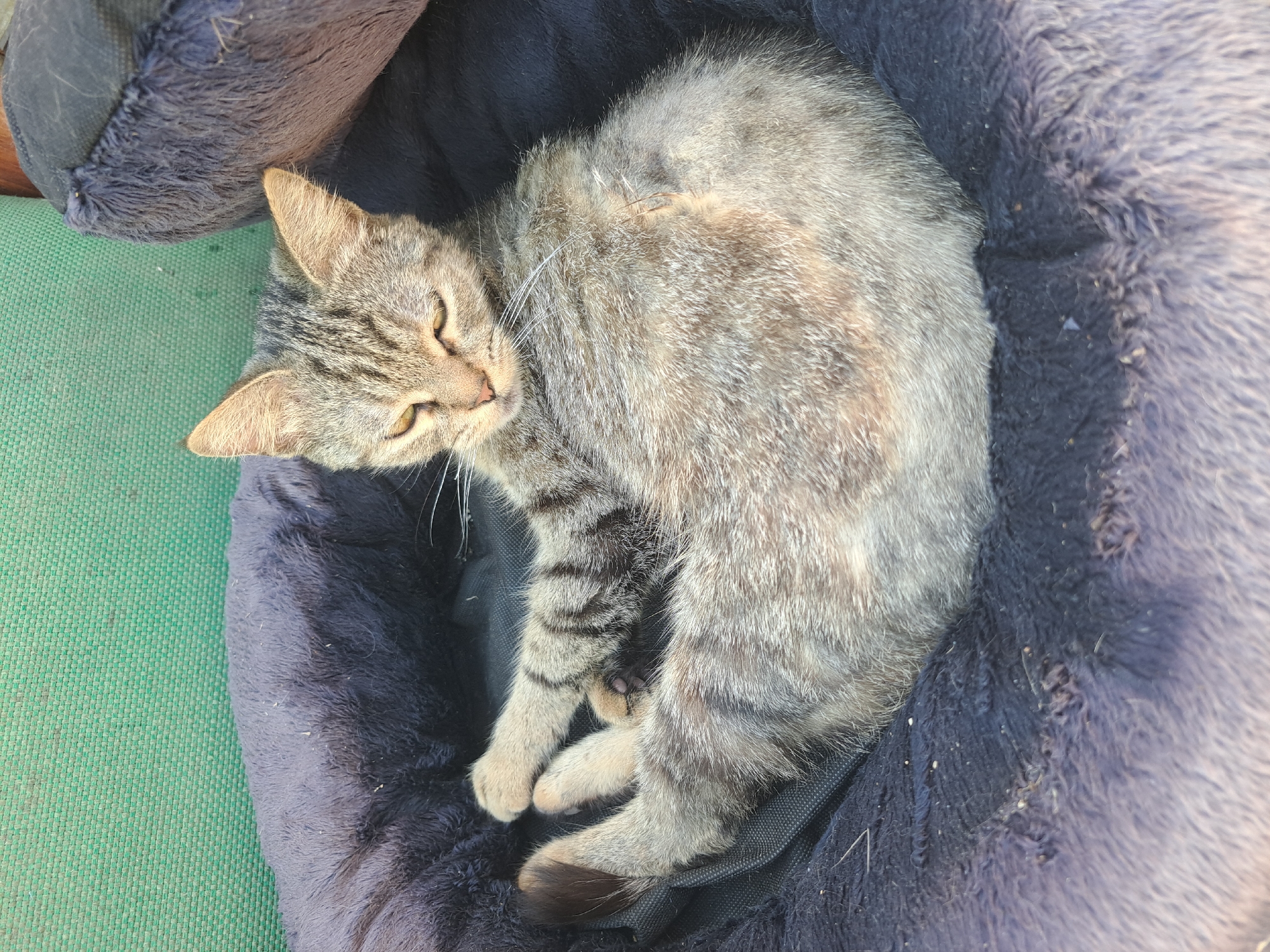A tabby cat is curled up in a plush pet bed. The bed is dark blue and rests against a green textured surface, possibly outdoor furniture. The cat's eyes are partially closed, and it appears relaxed. Its fur is a mix of grey, brown, and black stripes. The cat's front paws are crossed, and its tail is tucked around its body. The scene is well-lit, suggesting it is daytime. The location is Vypasne, Ukraine.