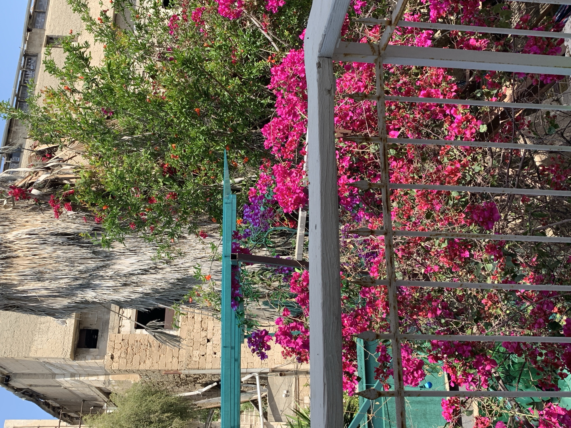 A medium shot, rotated on its side, shows a view from a balcony in Tel Aviv, Israel, looking out over the city. The foreground is dominated by a white and green wrought-iron balcony railing. Through the railing and around it, vibrant pink bougainvillea flowers cascade. In the background, a building with tan stone walls and dark, empty window openings is visible. A thatched roof extends from the building. Lush green trees with glimpses of orange and red flowers are interspersed with the bougainvillea. A blue-painted post is also in view. The sky is clear and light blue.