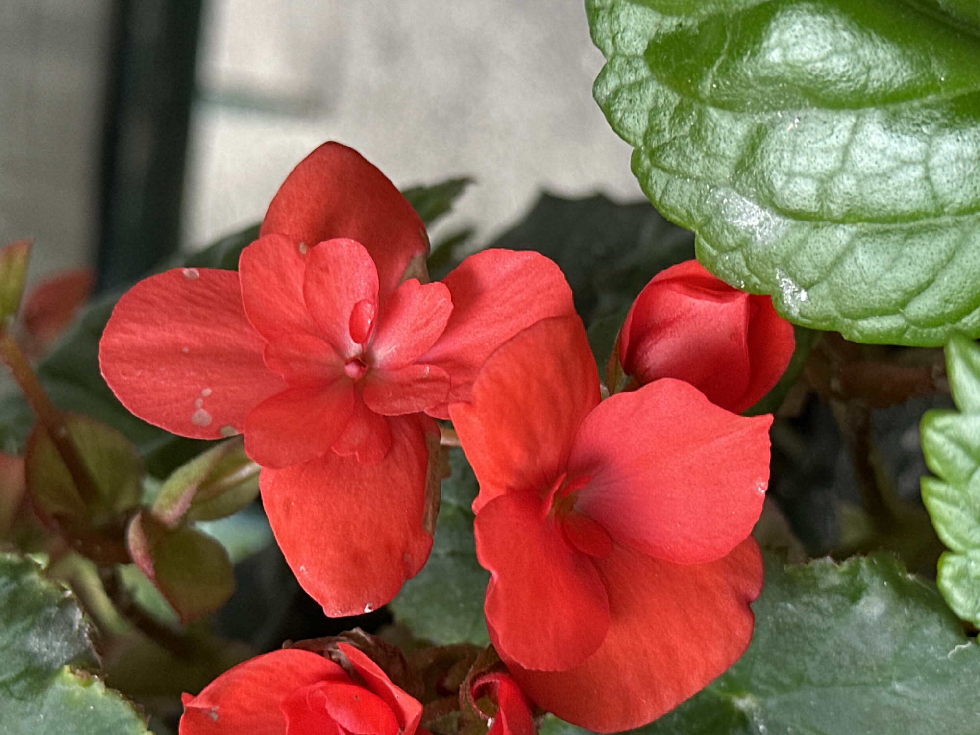 This is a close-up, vertical, medium-shot photograph of red begonia flowers. The flowers are vibrant red, with multiple petals, some slightly curled. One flower in the upper center appears to be fully bloomed, while another in the lower center is less open, with a bud visible to its right. The leaves are a deep green, with a textured, almost waxy surface. The background is out of focus, with muted tones of gray and a dark horizontal line that may indicate a fence or railing. The image does not contain any people or indicate a specific location in Yessentuki, Russia.