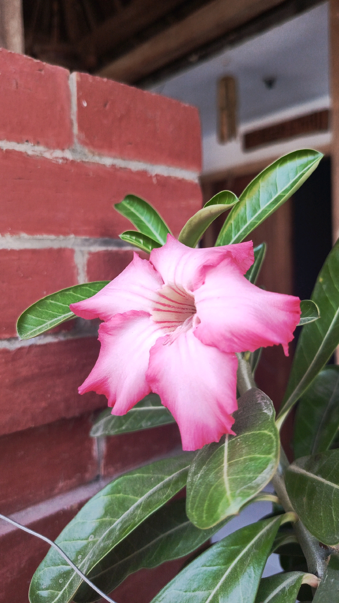 A close-up, slightly angled shot showcases a vibrant pink Adenium flower in full bloom, its delicate petals unfurling against a backdrop of a red brick wall. The flower's center reveals subtle pink veining, adding depth to its color. Lush green leaves surround the bloom, some catching the light with a subtle sheen. To the left, the rough texture of the red brick wall is clearly visible, with visible mortar lines. The background features hints of wooden beams and an out-of-focus interior space, suggesting an outdoor setting in a residential or garden area within Babadan, Indonesia. The lighting appears natural, casting soft shadows and highlighting the details of the flower and foliage.