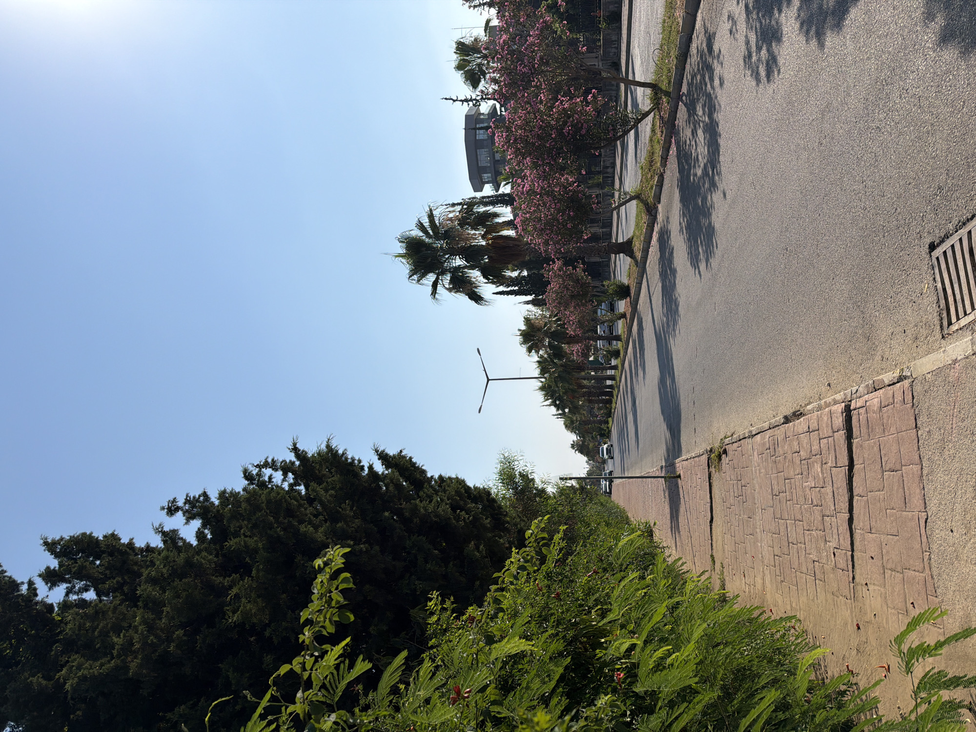 The image depicts a street scene in Kemer, Turkey, under a clear blue sky. On the left, a brick sidewalk runs alongside a dense green hedge and tall cypress trees. The sidewalk shows some signs of wear and tear, with cracks in the paving stones. A sidewalk lamp post is visible.
The street itself is paved and appears to be a two-lane road. Several cars are driving on the road, heading into the distance. Along the right side of the road, palm trees and flowering bushes with pink blossoms are planted. In the background, modern buildings, including one with a distinctive rounded architectural feature, are visible. Sunlight casts shadows of trees onto the road, indicating it is daytime. A storm drain grate is present at the edge of the road in the foreground.
