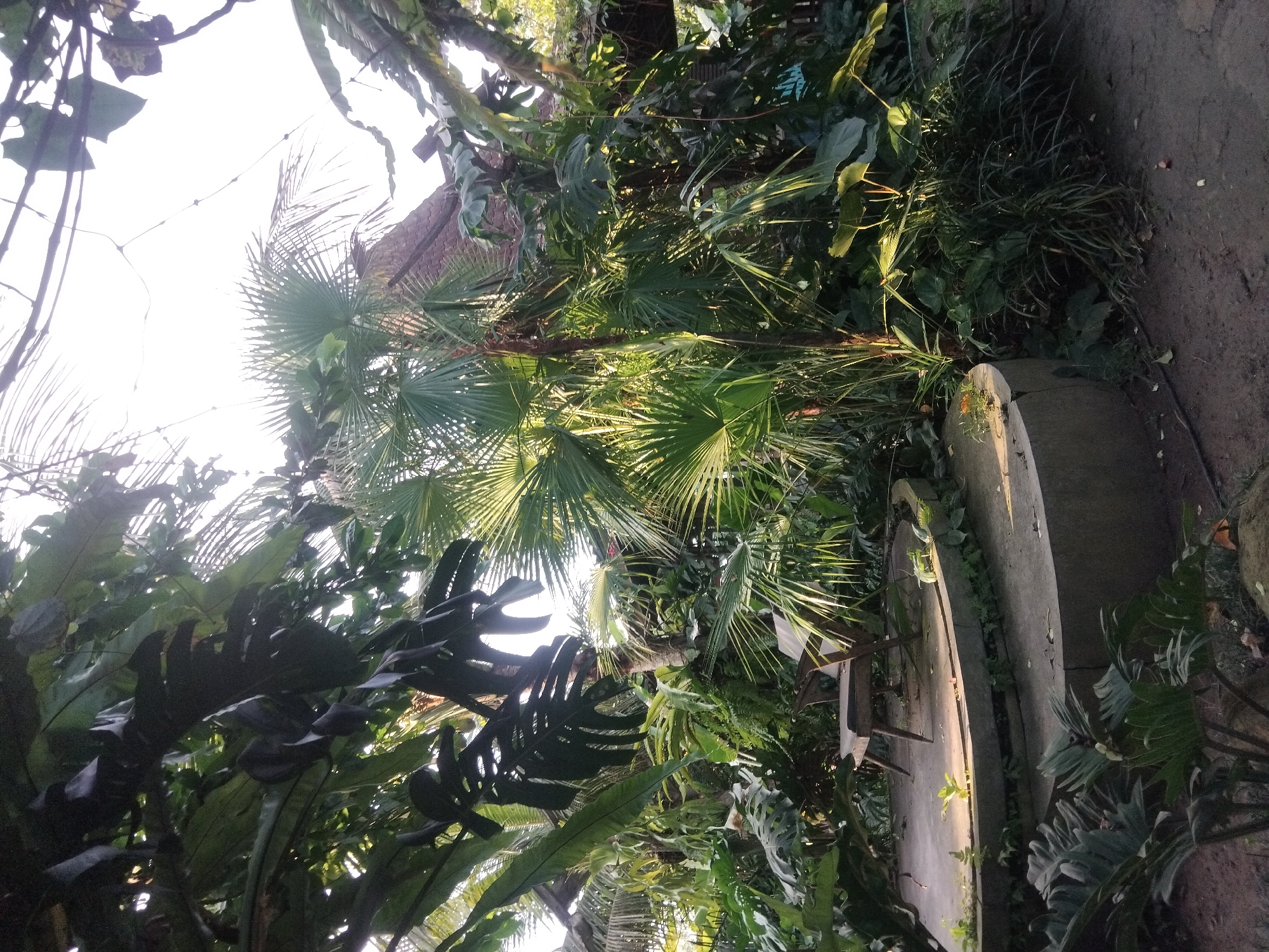 The image depicts a garden or botanical setting. There's a variety of dense green foliage and plants, including palm trees with fan-like leaves, large-leafed plants, and other assorted greenery. A concrete bench or structure is visible among the plants. The setting appears to be outdoors, and the lighting suggests it's either early morning or late afternoon. There are no visible people in the frame. The location is Unknown, Unknown.