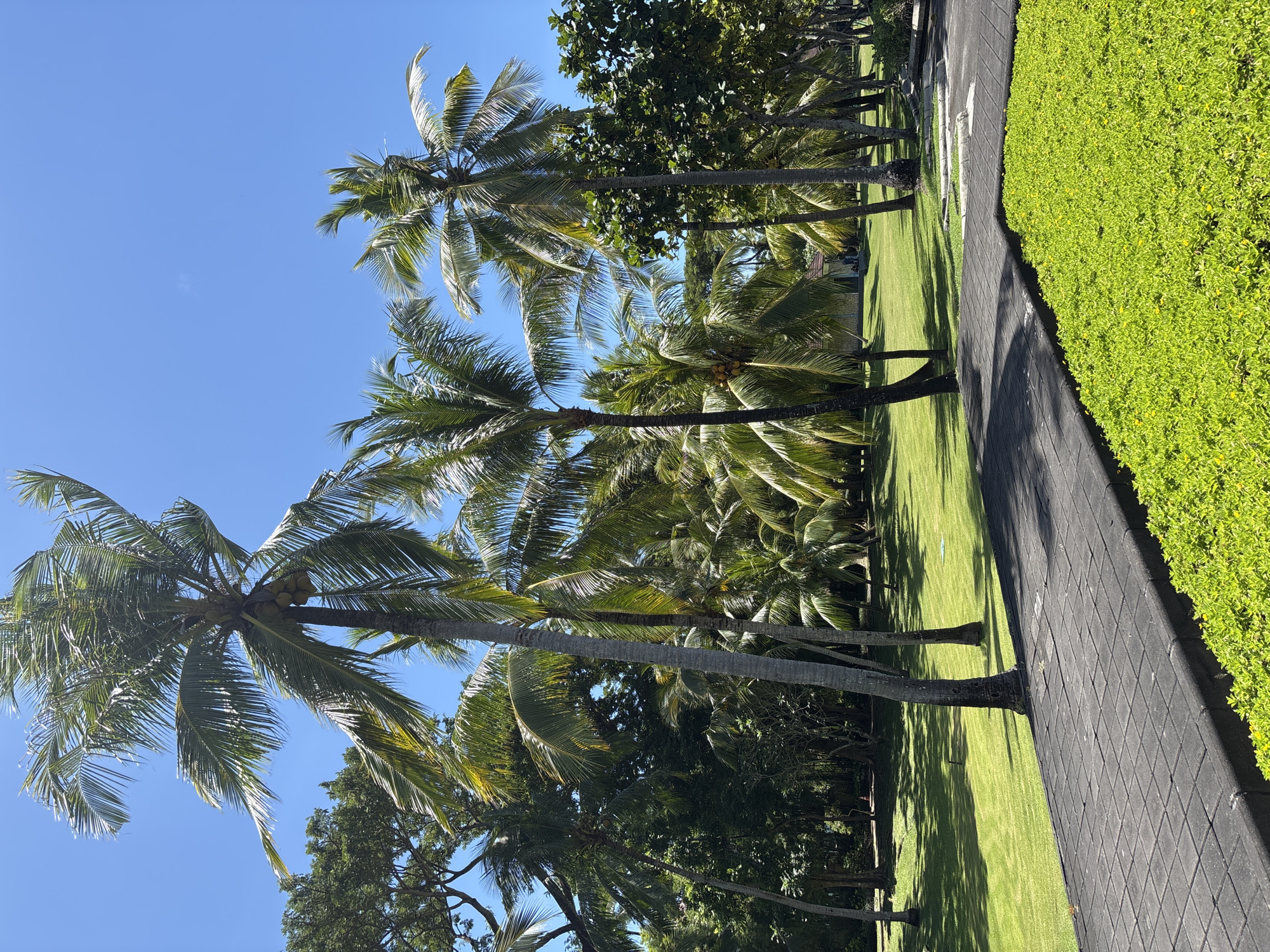 The image depicts a park-like setting in Nusa Dua, Indonesia. Several tall palm trees dominate the left side of the frame, their slender trunks rising from a grassy lawn. The crowns of the trees reach toward a clear, blue sky. The lawn extends to the right, bordered by a dark-colored walkway made of patterned paving stones. Along the edge of the walkway is a dense, green shrubbery. The scene is bathed in sunlight, with shadows cast by the trees on the grass. No people are visible. The general impression is one of a well-maintained, tropical outdoor space.
