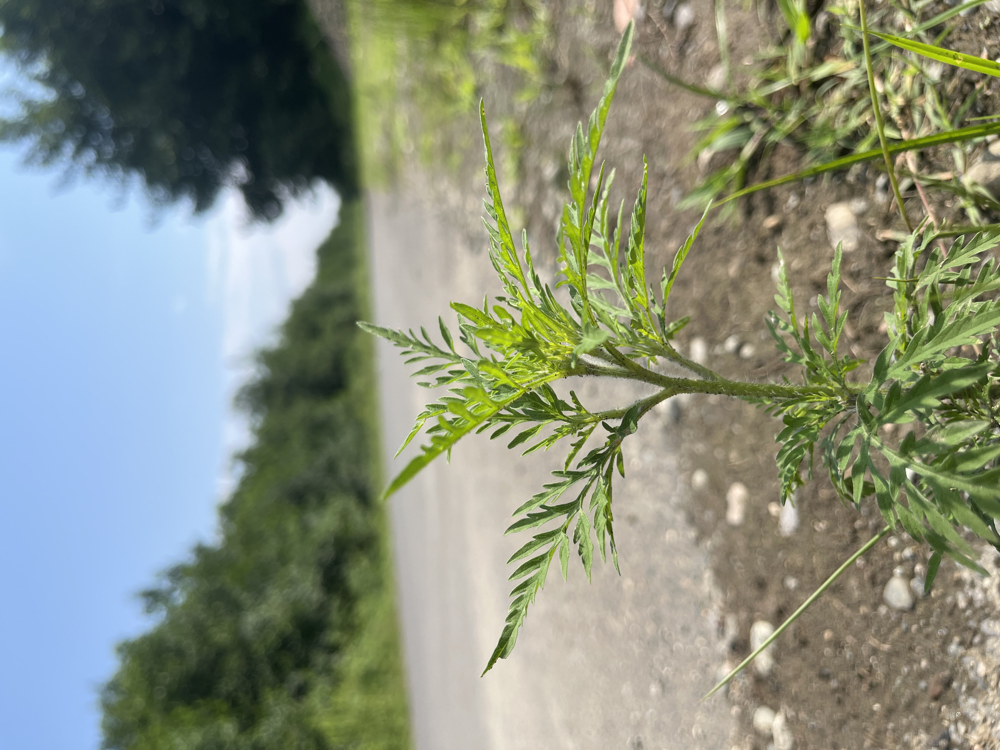 In Ureki, Georgia, a low-angle shot captures a young green plant with feathery leaves growing on the edge of a paved road. The plant is in sharp focus in the foreground, with its stem and intricate leaves clearly visible. The road stretches into the background, lined on one side by dense green trees and on the other by grassy, unkempt terrain. The sky above is a clear, pale blue, suggesting a bright, sunny day. The environment appears to be rural or semi-rural, with the road serving as a path through a natural landscape. There are no people or animals present in the image.