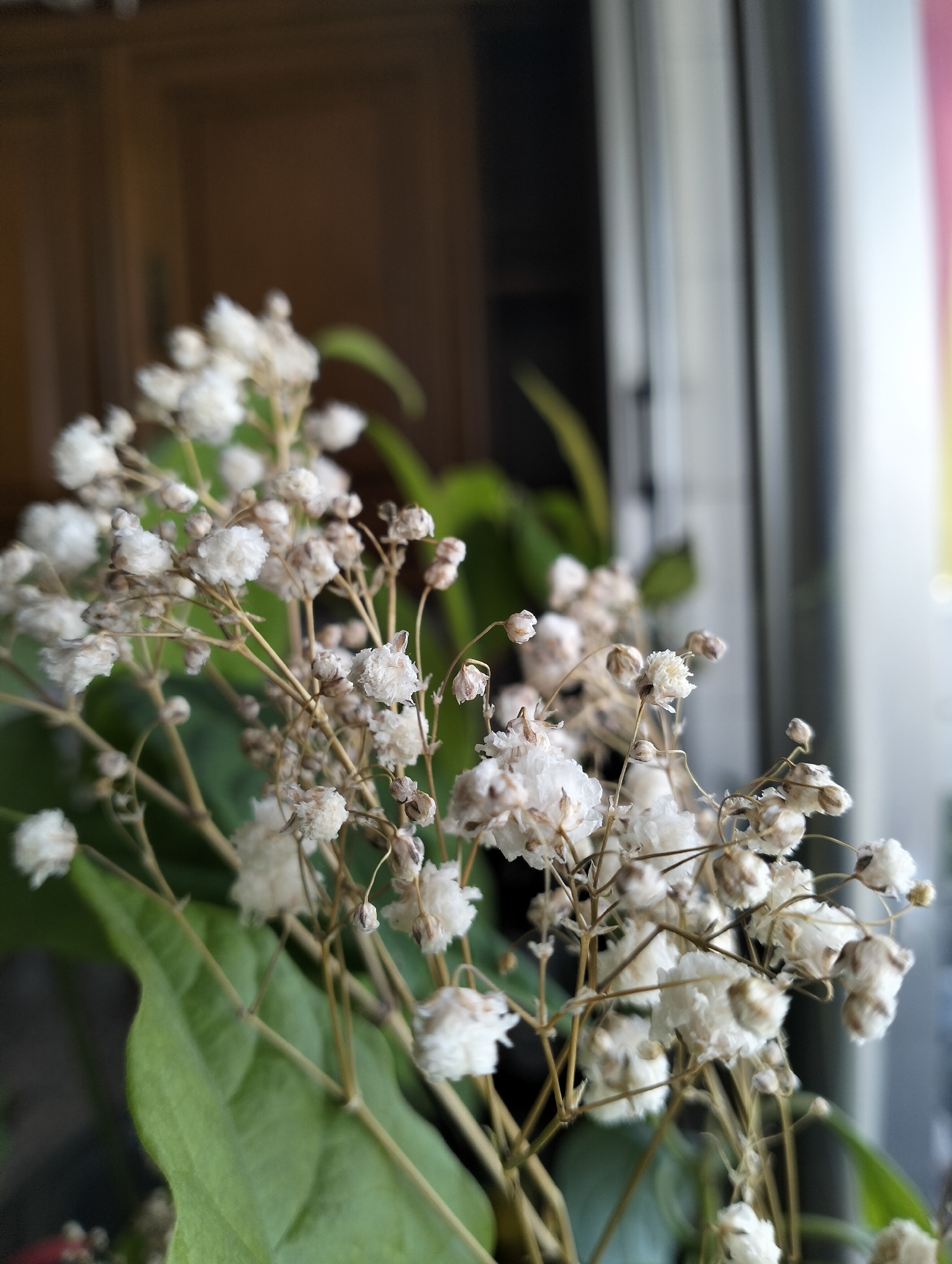 A close-up, slightly angled shot depicts a bouquet of dried baby's breath flowers. The delicate white blossoms, many appearing wilted or browned at the edges, are clustered on thin, brown stems. Behind the flowers, large, muted green leaves are visible, their veins subtly defined. The background is softly blurred, showing a dark brown wooden surface on the left and a bright window with vertical blinds on the right, suggesting an indoor setting. The lighting is natural, coming from the window, creating a soft glow on the flowers and a gentle highlight on the blinds. The overall impression is one of delicate, aged beauty and a serene, quiet atmosphere.