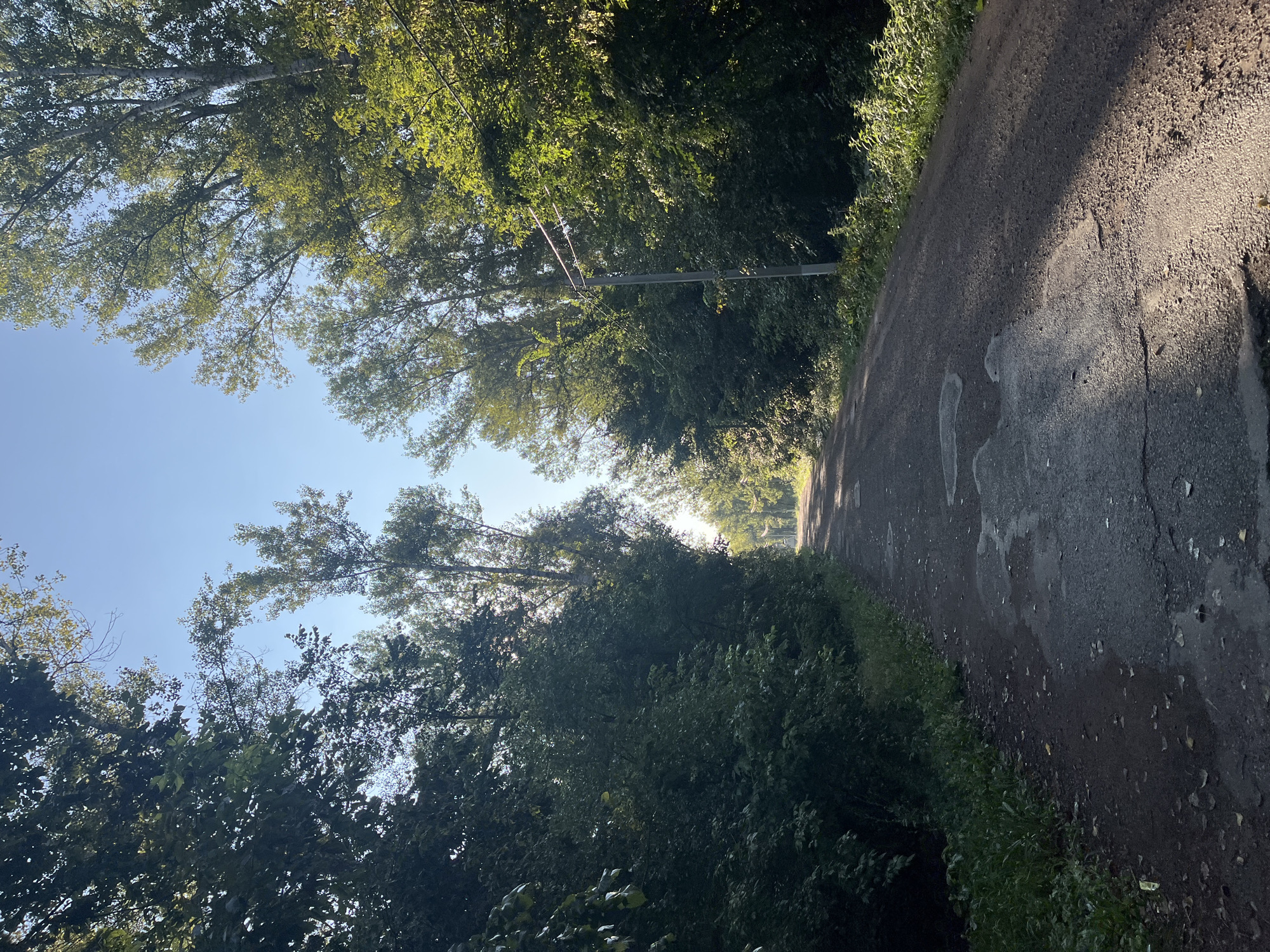 The image depicts a rural road in Blagoveshchensk, Russia, flanked by dense green foliage on both sides. The road surface appears to be asphalt, with some patches of wear and tear, and puddles reflecting the sky. Sunlight streams through the trees, casting dappled shadows on the road. In the distance, the road curves slightly and appears to lead into a sunlit clearing. There are no people or animals visible in the image. A single lamppost stands on the right side of the road, partially obscured by the trees. The sky is a clear, bright blue, indicating a sunny day. The overall impression is one of a peaceful, natural landscape.
