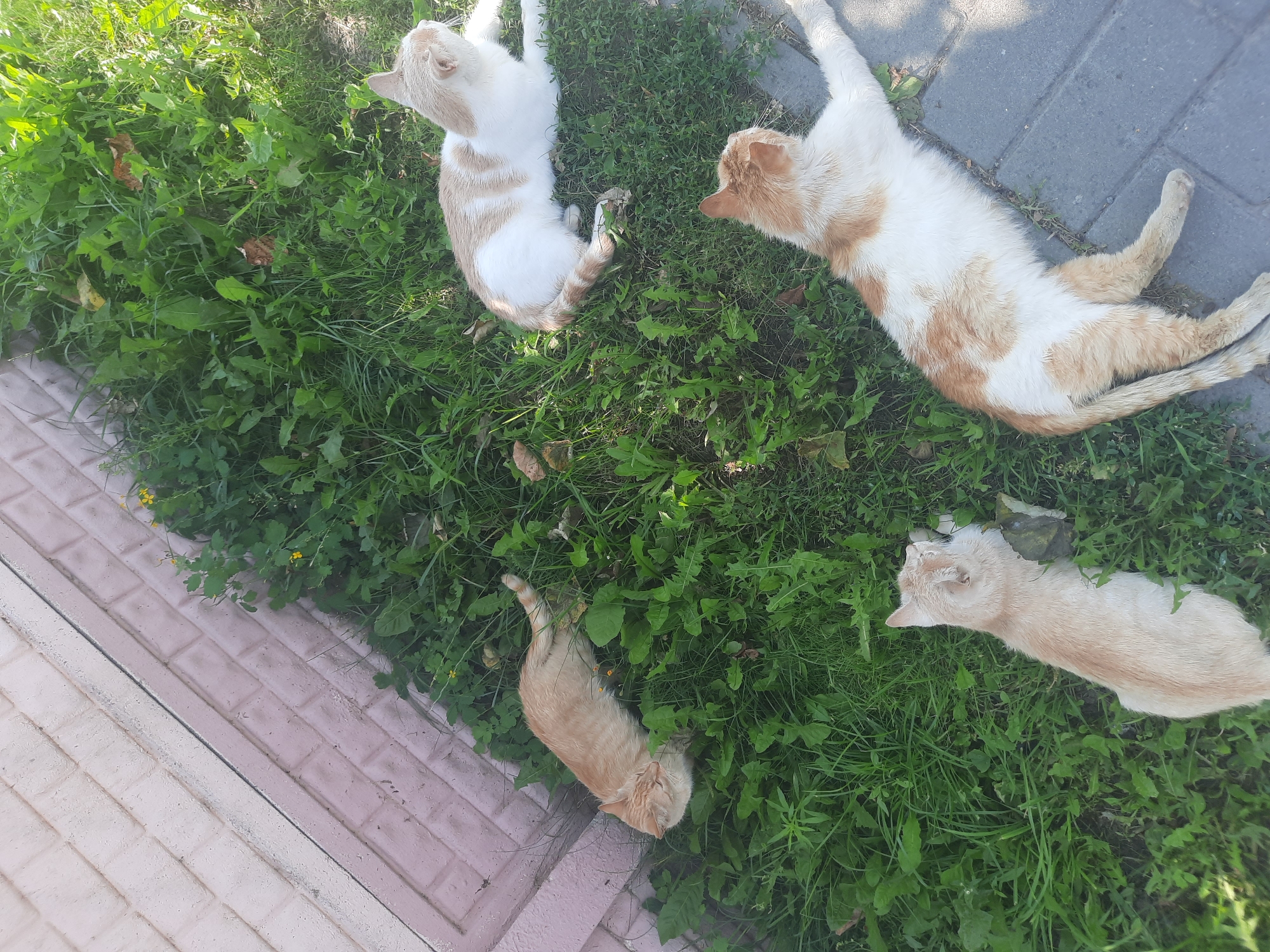 Four cats are resting on the grass and pavement in front of a pink-tiled wall. The cats are a mix of ginger and white and are lying down in the sun. There is a patch of green grass with some weeds and small yellow flowers, and a section of grey paving stones. The scene appears to be in a residential yard.