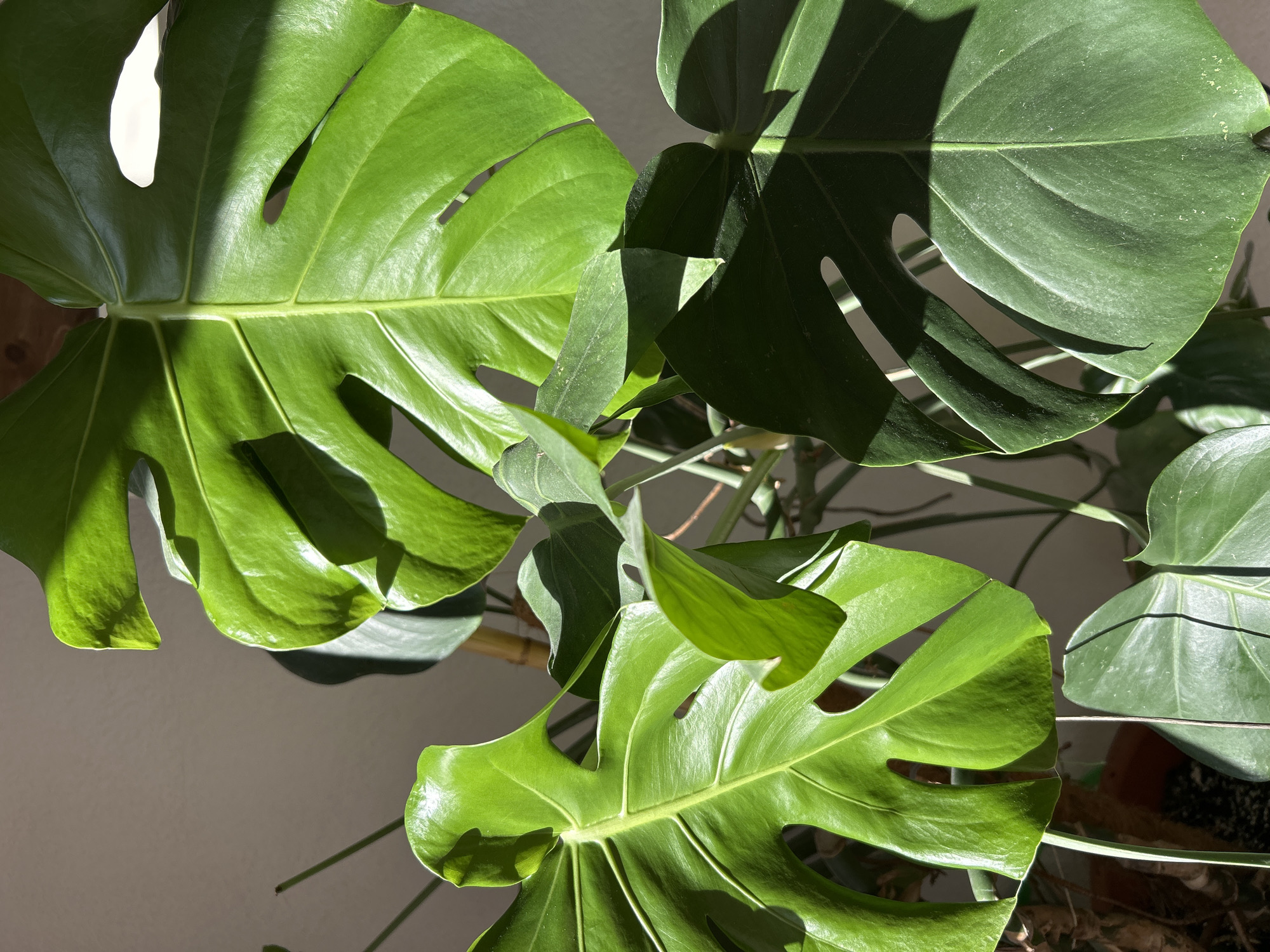 The image captures a close-up, high-angle view of several vibrant green leaves belonging to a Monstera deliciosa plant, often known as a Swiss cheese plant. The large, glossy leaves are characterized by their natural fenestrations – the distinctive splits and holes – which are clearly visible.
Strong, directional sunlight illuminates parts of the foliage, creating a dynamic interplay of bright highlights and deep, sharp shadows across the leaves. The sunlit areas showcase a vivid, rich green color and a smooth, slightly reflective texture, while the shaded portions appear in darker, more subdued green tones. The contrast between light and shadow accentuates the three-dimensional form and intricate venation of the leaves.
The background is a soft, light beige or off-white wall, which provides a neutral backdrop, making the green of the plant stand out. Faint glimpses of other plant stems and possibly a dark pot or dried elements can be seen in the deeper background, indicating an indoor setting. The intense sunlight suggests a specific time of day, likely morning or late afternoon. The leaves appear healthy and well-hydrated. There is no activity depicted, nor is any text visible within the image. The location context provided is Barcelona, Spain.