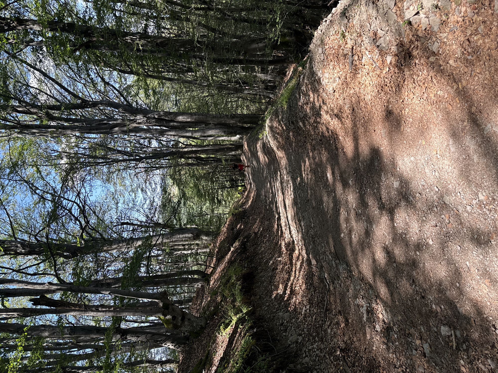 A dirt path winds through a dense forest in Mostovo, Bulgaria. The path is covered in fallen leaves and small stones, with sunlight filtering through the tall trees, creating dappled shadows. On the left side of the path, a steep, leaf-covered embankment rises, dotted with sparse green vegetation and large tree trunks. On the right, the embankment is more sparsely covered with stones and dry leaves. In the distance, a person wearing a red shirt and dark shorts is walking away from the camera along the path. The sky above is visible between the tree branches and appears to be clear and blue.