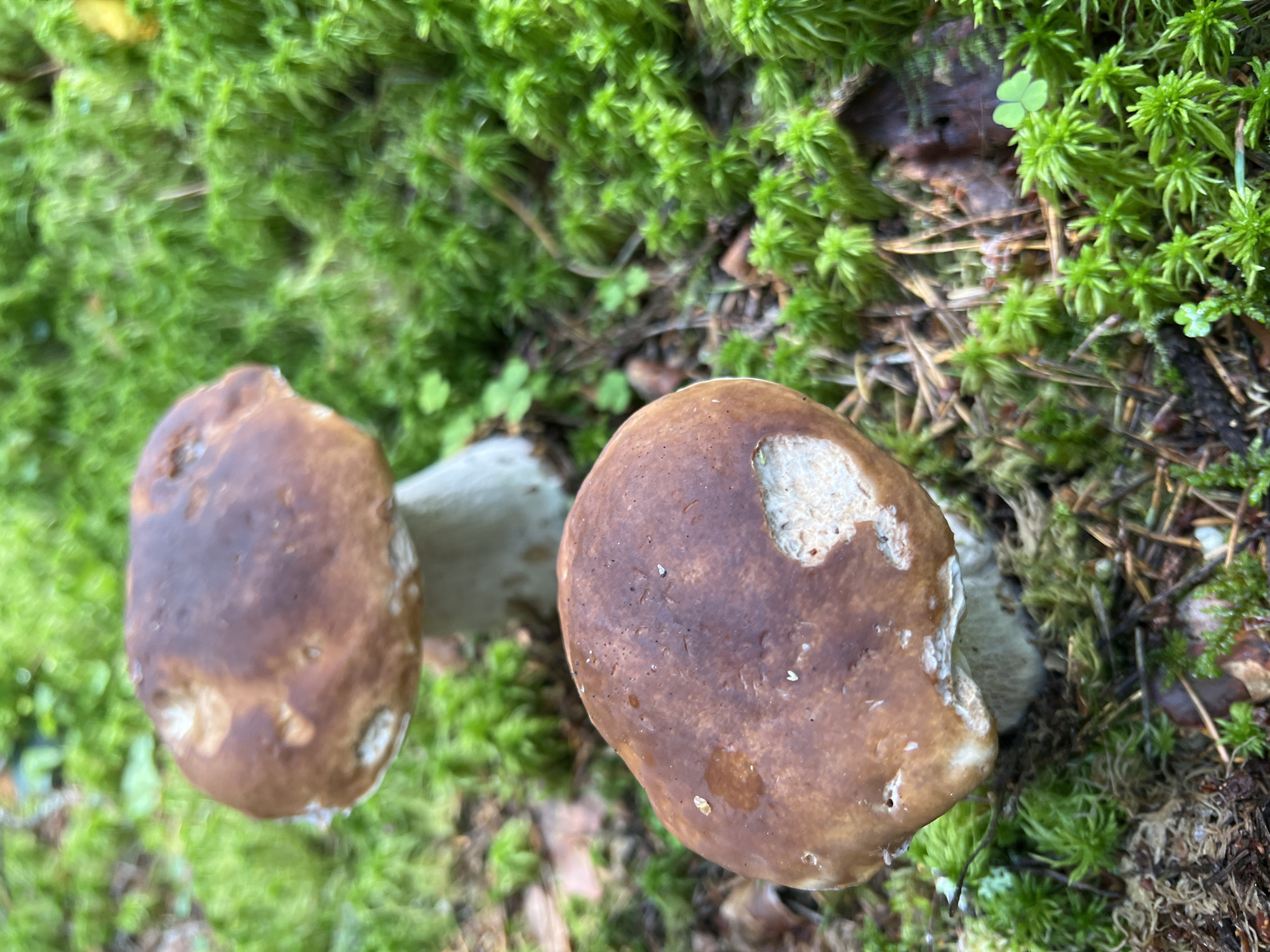 Two porcini mushrooms are depicted in a forest setting. The mushroom in the foreground, closer to the viewer, has a large, brown cap with some lighter, damaged areas and a thick, white stem. Behind it, another porcini mushroom is visible, slightly out of focus, with a similar brown cap and stem. Both mushrooms are growing out of the ground which is covered in lush green moss, pine needles, and small twigs. The background is a blur of green, suggesting more moss and foliage. There are no people or animals present in the image.
