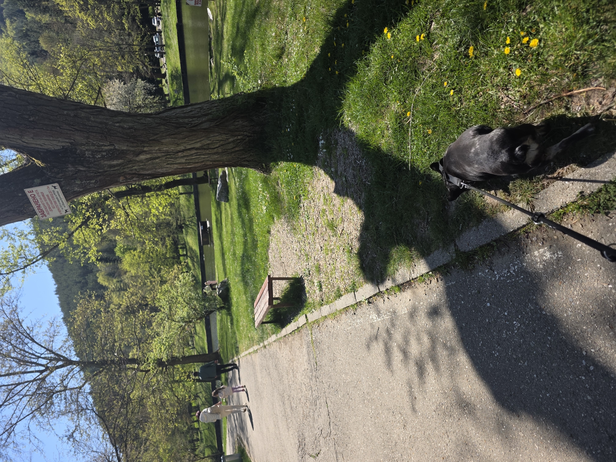 Here is a detailed description of the image:
**Scene Overview:**
The image appears to be taken in a park-like setting, likely along a paved pathway. The pathway is lined with trees on the left and grass on the right. The scene is bathed in sunlight, casting shadows from trees and objects. The image appears to be taken from a slightly elevated position.
**People:**
-There are at least three people visible in the image, walking along the pathway. They appear to be an adult and two children.
**Subjects:**
-There is a black dog on a leash on the right. The leash is being held off-camera.
**Objects:**
-A tree trunk is in the foreground on the left, casting a significant shadow. A sign is visible on the tree trunk.
-A park bench is visible on the grass to the left.
-The pathway, made of asphalt or similar material, stretches into the background.
**Actions/Interactions:**
-The dog is being walked on the leash along the grass next to the paved path.
-The people are walking along the paved path.
**Environment:**
-The environment seems to be a park, with well-maintained grassy areas, trees, and a paved walking path. In the background, a body of water (possibly a pond or lake) is visible, with trees lining the bank.
**Signage Translation:**
The sign on the tree appears to prohibit:
-Walking dogs
-Taking pets without collars or non-extendable leashes longer than 1.5 meters.
**Location (Deduced):**
Based on the signage written in Bulgarian and known imagery, this image is likely taken in or near Blagoevgrad, Bulgaria.