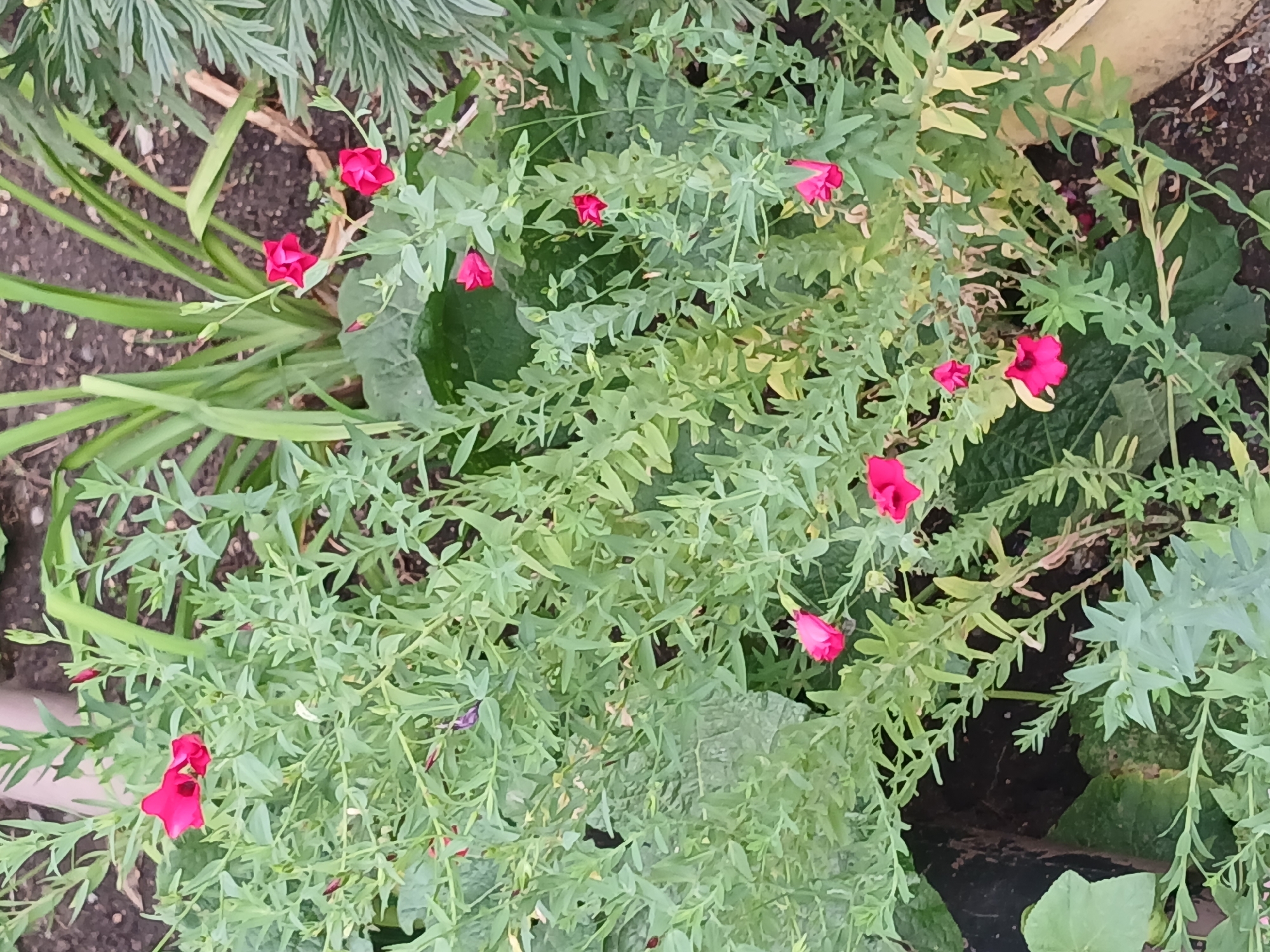 A high-angle, eye-level shot captures a cluster of delicate pink flowers with green foliage. The flowers are small and trumpet-shaped, with five petals and a deeper pink center. They are scattered amongst numerous thin, green leaves and some unbloomed buds. The background consists of dark soil and other green plants. The scene appears to be in a garden or natural outdoor setting. The flowers are the primary subject of the image, with the surrounding vegetation and soil providing context. The lighting is natural and even, suggesting it was taken during the daytime.