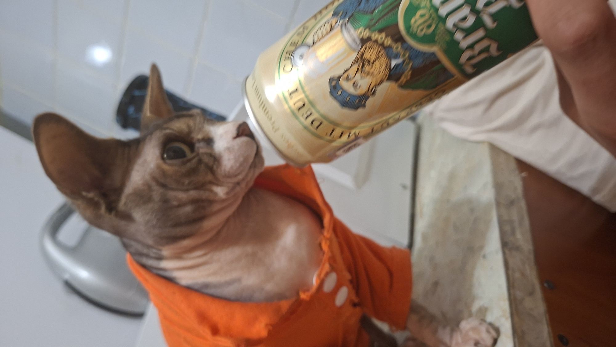 A hairless domestic cat, likely a Sphynx breed, with mottled brown and tan markings, is positioned on a light-colored, textured surface. The cat is dressed in an orange collared garment featuring three white buttons on the front. Its head is turned towards the right, with its muzzle in close proximity to the opening of a metallic beverage can. A human hand, with visible skin and a portion of a white fabric sleeve, holds the can upright on the right side of the frame. The can is predominantly gold-tan with green details, displaying partial text including "MIT DEUTSCHEN" and "Brau", and an illustration of a bearded man in historical attire holding a beer stein. The cat appears to be inspecting or interacting with the can's opening. The background consists of light-colored walls, with a silver appliance or fixture partially visible in the upper left and a darker, recessed area in the mid-right.
