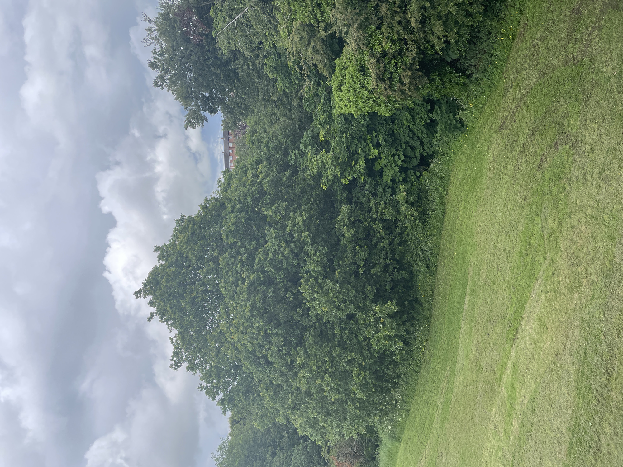 The image displays a serene outdoor landscape, predominantly featuring lush green elements under a cloudy sky. The right side of the frame is occupied by a gently sloping, well-maintained grassy area, likely a field or park. Visible mowing lines suggest recent upkeep of the lawn.
To the left, a dense border of trees with varied green foliage creates a natural boundary, extending from the bottom to the top of the frame. The trees appear healthy and full. Above the tree line and covering a significant portion of the sky, numerous soft, greyish-white clouds are scattered across a lighter sky, indicating an overcast or partly cloudy daytime.
In the upper-right background, a multi-story building with reddish-brown brickwork and visible windows can be seen peeking out from behind the tree canopy. The building suggests a residential or urban area in the distance.
No people or specific activities are visible within the frame. The scene captures a tranquil, natural environment, with a subtle hint of human presence in the far background. There is no visible text in the image.