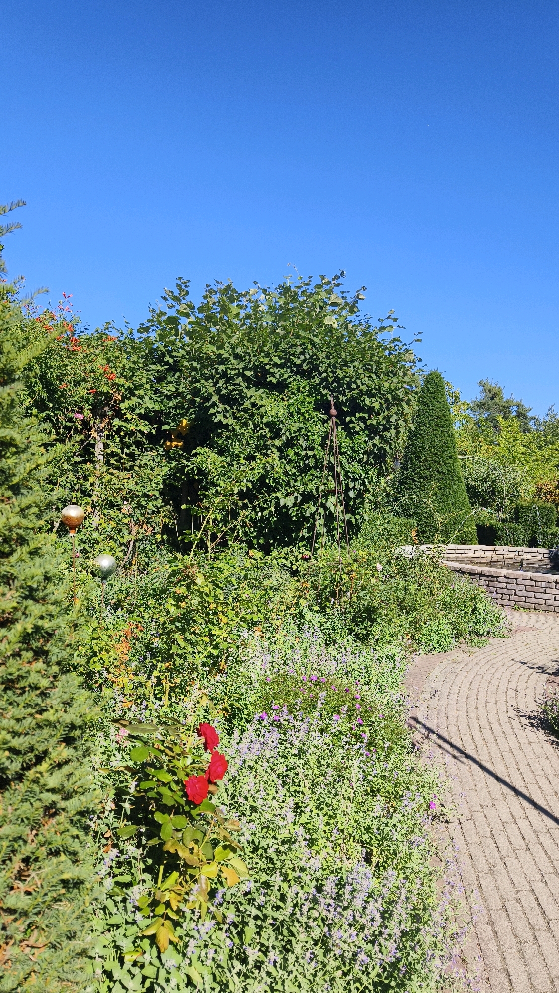 The image depicts a sun-drenched garden scene. The sky is a clear, vibrant blue, with no visible clouds. In the foreground, a curved pathway made of light brown cobblestones winds through the garden. To the left of the pathway, a dense arrangement of green foliage dominates, featuring various plants and bushes. Among these, a small bush with several bright red roses stands out. Further back, more greenery, including a tall, conical evergreen tree, can be seen. To the right of the pathway, a low, multi-tiered brick structure, possibly a fountain or planter, is partially visible. The overall impression is that of a well-maintained outdoor space with abundant plant life. The image appears to have been taken in the city of Langenlois, Austria, a region known for its vineyards and gardens. There are no people or animals visible in the frame.