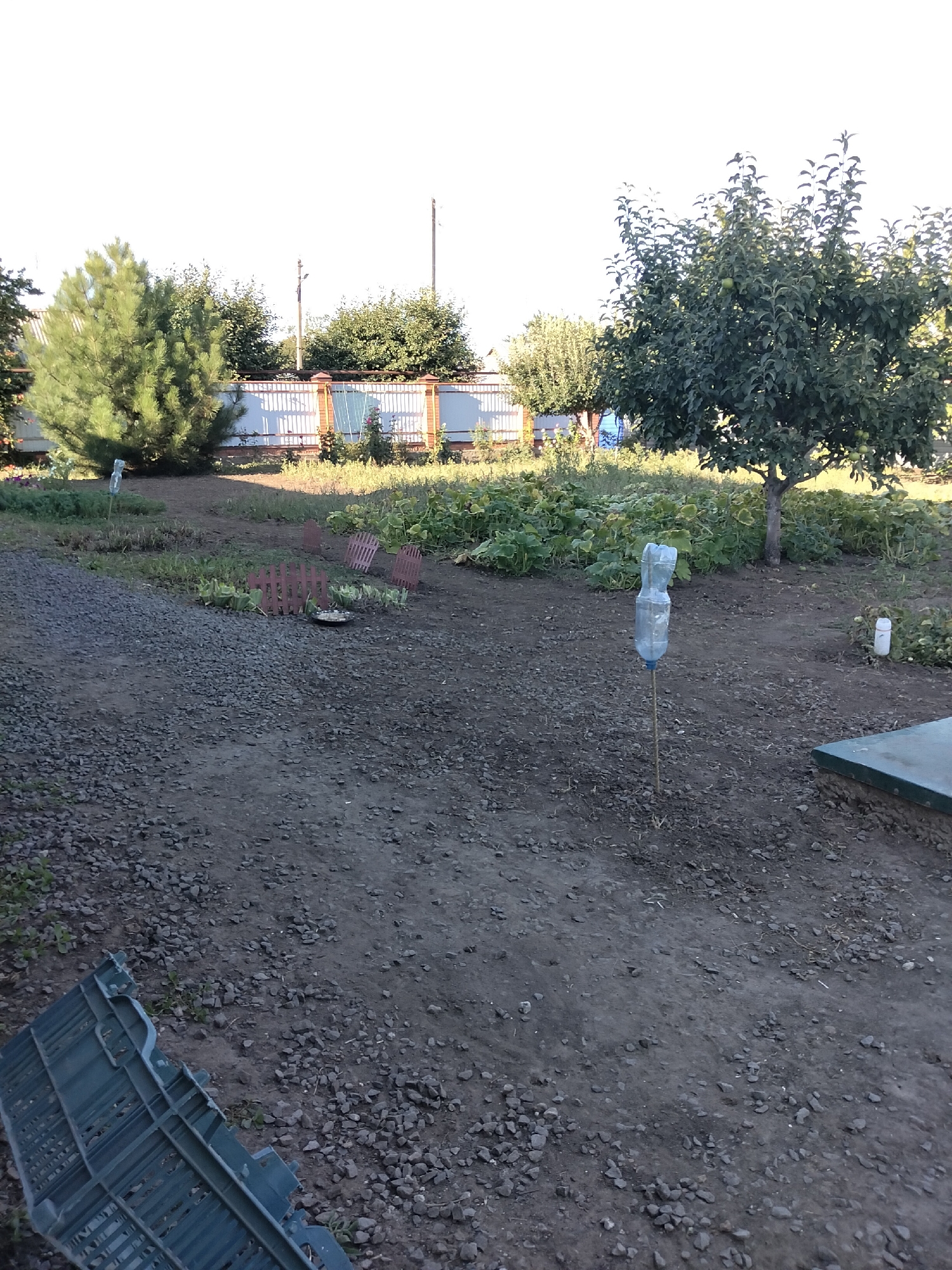 The image depicts an outdoor scene in a rural or semi-rural setting, potentially in Nizhnedonskoy, Russia. The foreground is dominated by a gravelly path with some scattered vegetation. To the left, a portion of a large, weathered blue plastic crate is visible. Further into the scene, there is a cultivated area with lush green plants, possibly a garden or crop, interspersed with some dry, patchy soil.
In the mid-ground, several small, red decorative fences or barriers are placed in the vegetation. A single plastic bottle impaled on a stick stands upright in the soil, acting as a marker or deterrent. Behind this, a mature tree with dark green foliage, likely an apple tree given the small green fruits visible, is situated. In the background, a long, white fence with vertical slats and a brown decorative top runs horizontally across the image. Beyond the fence, there are trees and what appears to be a building with a light-colored roof. The sky is bright and clear, suggesting daytime with good weather. The overall impression is one of a backyard or garden area in a residential property.