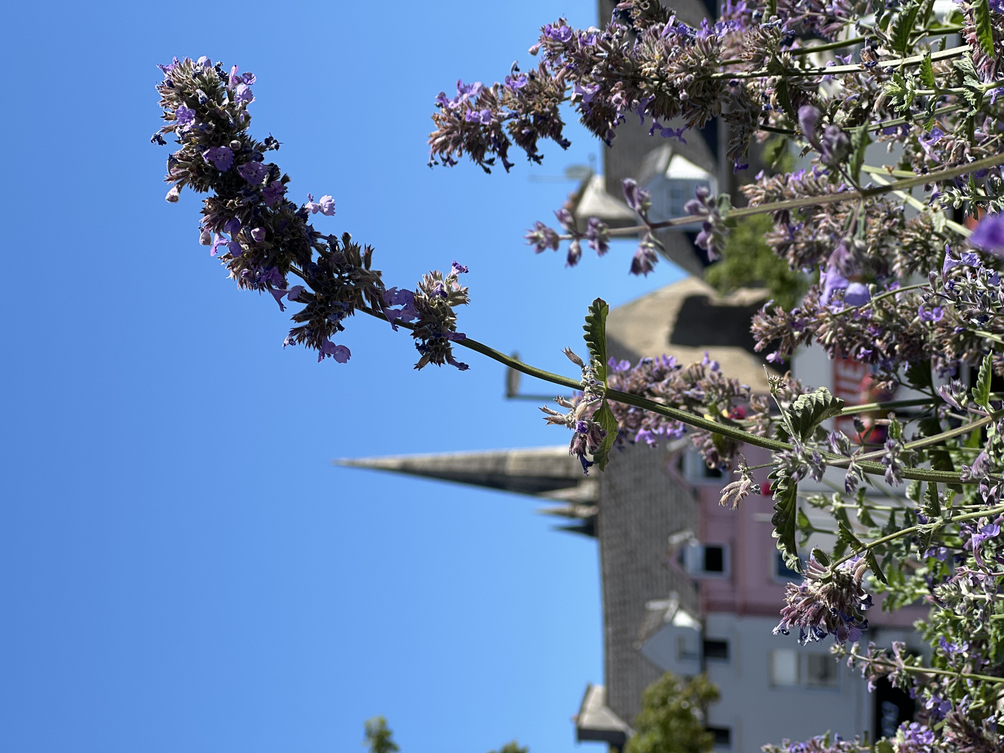 In Donegal, Ireland, a cluster of purple flowers stands in the foreground, their delicate blooms reaching towards a clear blue sky. Behind them, the muted tones of buildings create a backdrop, with a distinctive spire of a church piercing the sky. The scene captures a moment of natural beauty against an urban landscape.