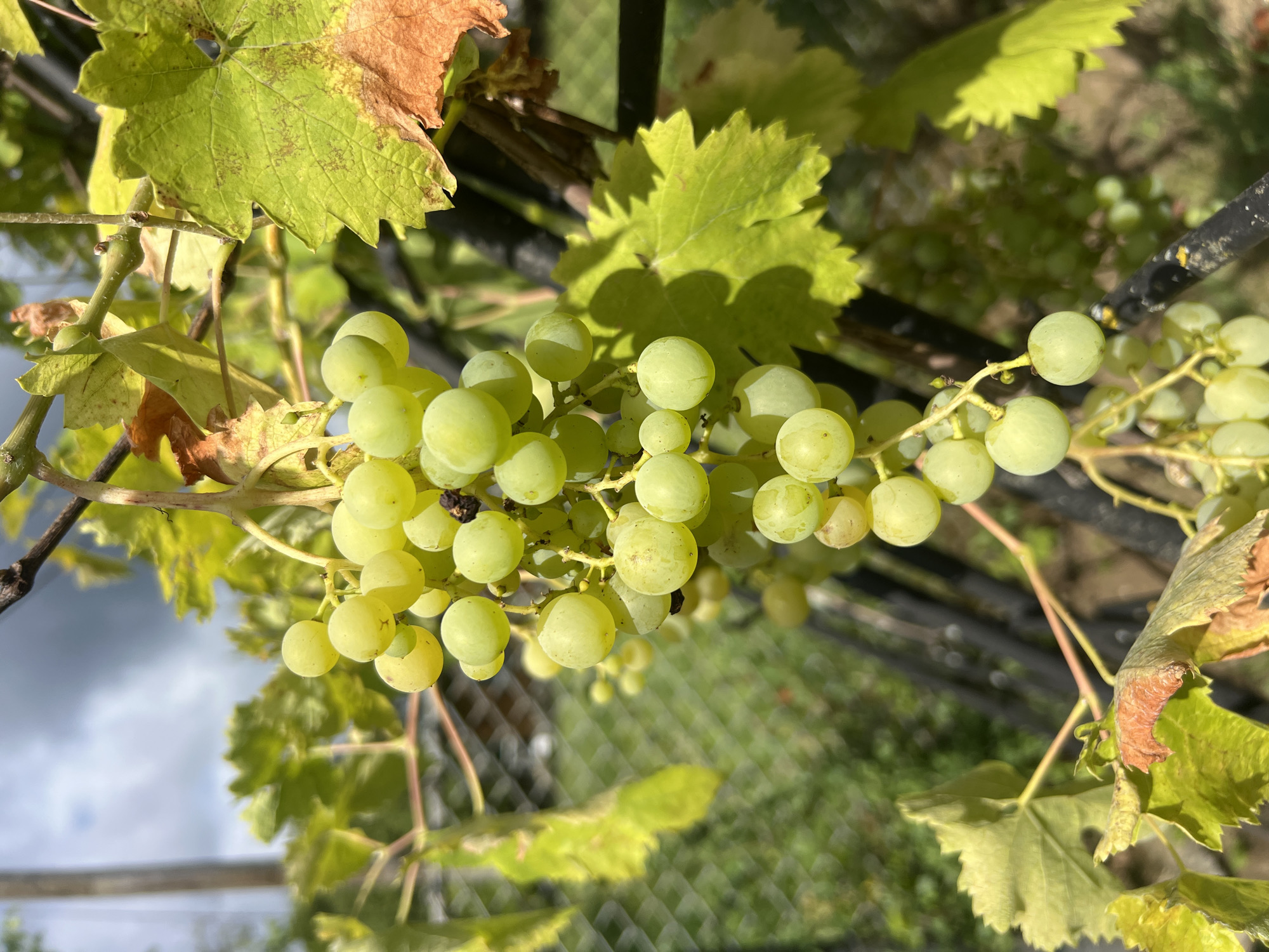A cluster of pale green grapes hangs from a vine in Yaremche, Ukraine. The grapes are round and plump, with a slight translucence. Several leaves, some a vibrant green and others with brown, dried edges, surround the fruit. The background shows a blurry fence and greenery, suggesting an outdoor, possibly garden or vineyard setting. The sky above is cloudy. The scene is lit by natural sunlight, casting shadows on the leaves.