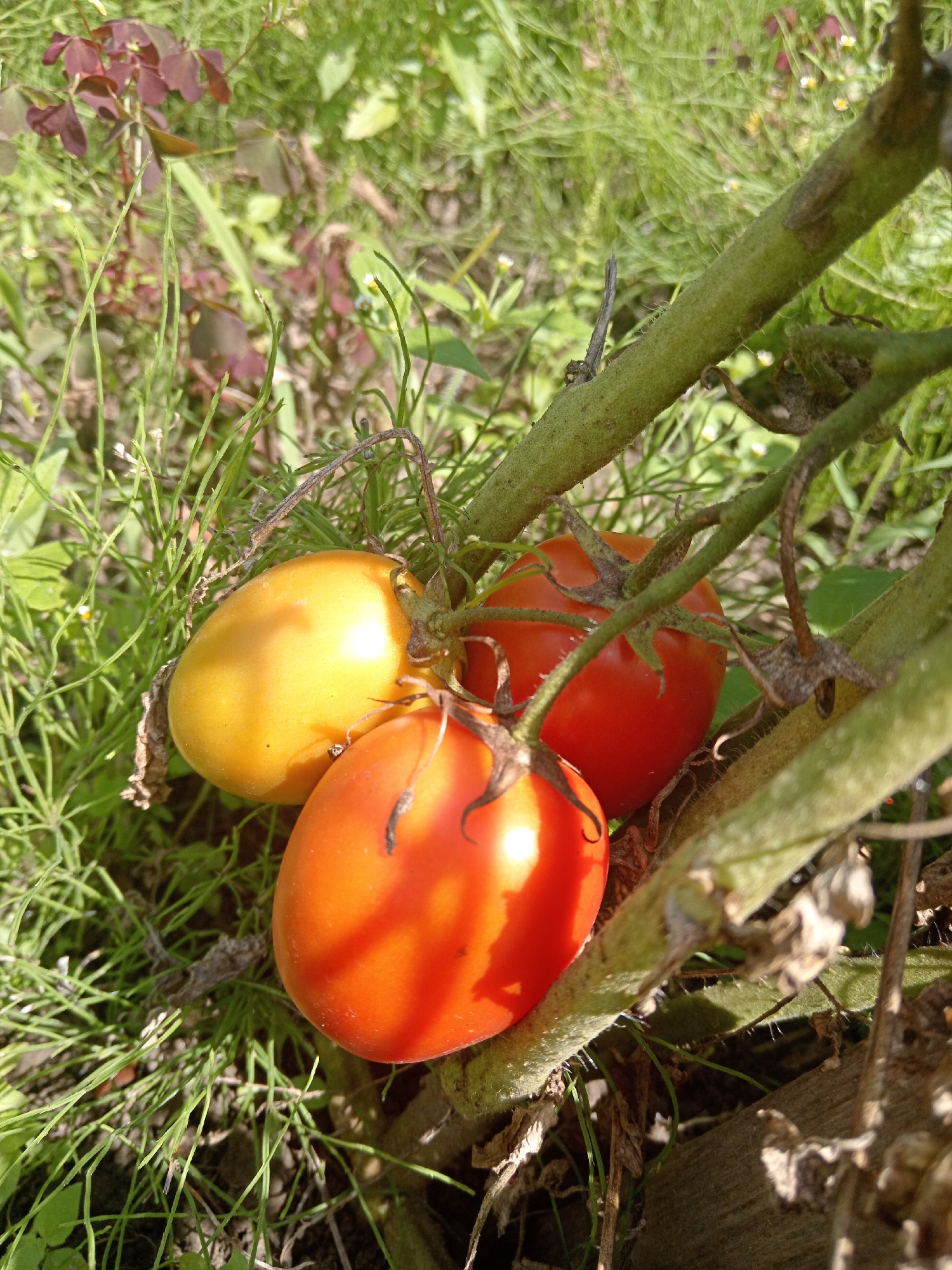 A close-up, eye-level, outdoor, natural light shot captures a cluster of three tomatoes growing on a vine. The largest tomato, in the foreground, is a vibrant red and slightly oblong, illuminated by bright sunlight casting a distinct shadow. To its left and slightly behind is another red tomato, also oblong, partially obscured by the larger one. Above and to the left of these two is a single yellow tomato, oval in shape, catching the light. The tomatoes are attached to a thick, green, fuzzy vine that runs diagonally across the frame from the top right to the bottom left. Surrounding the vine and tomatoes is dense, green grass and some brown, dried plant matter. In the background, blurred green foliage is visible. The scene is set in a garden environment. Based on the context, this image was taken in Novopokrovka, Russia.