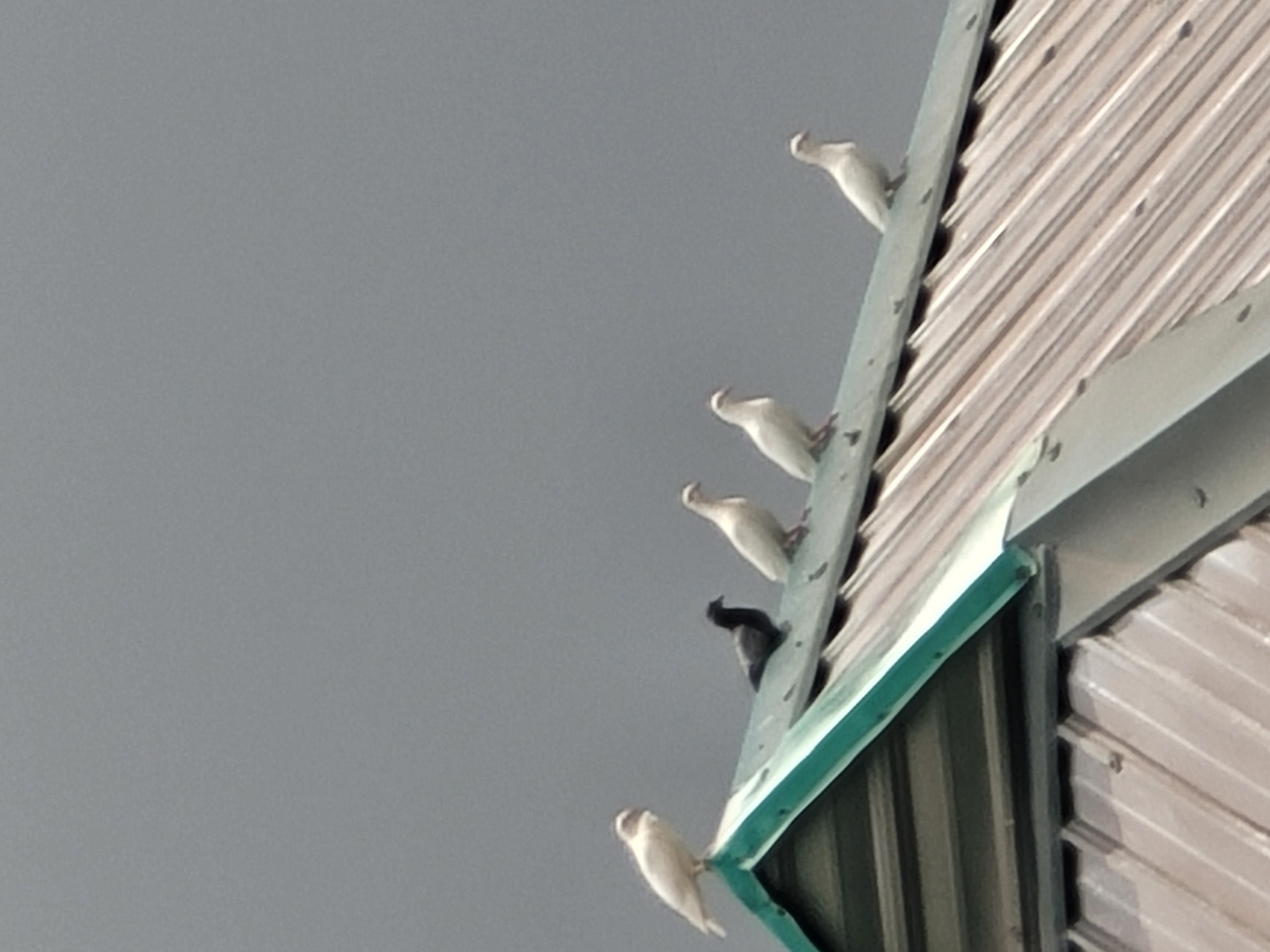 The image shows a group of six pigeons perched on a metallic roof. Five of the pigeons are white, while one in the center is dark-colored, appearing black or dark grey. The pigeons are positioned along the ridge of a building with a green trim. The roof itself is constructed of corrugated metal. The background is a uniform, overcast grey sky. The scene is observed from a low angle, looking up at the roof and the birds. The location is specified as Barakin Akawo, Nigeria.