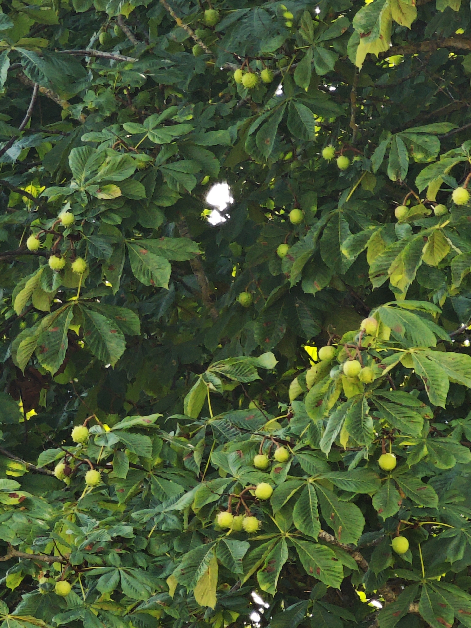 A close-up, vertical shot captures the dense foliage and developing horse chestnuts on a tree. The leaves are a vibrant green, with some showing hints of yellow and brown. Numerous green, spiky husks, each containing a horse chestnut, hang from the branches. The background is a deep, shadowy green, with occasional bright spots of sunlight filtering through the leaves. The image is taken in an outdoor environment, likely a park or garden, given the presence of the tree and its fruit. No people are visible in the image.