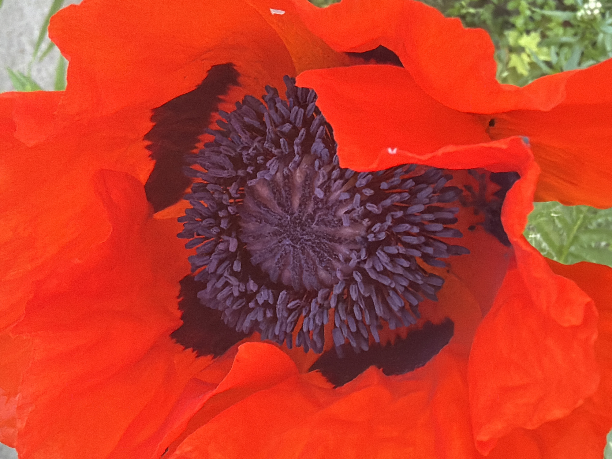 The scene is located in the city of Imeni Sverdlova, Russia.
The image presents a close-up, top-down perspective of a single, fully open flower, consistent with a poppy. The flower's dominant feature is its vibrant, saturated red petals, which display natural folds and undulations. Deeper red and shadowed areas are visible where the petals overlap and curve inward towards the flower's center. The core of the bloom is characterized by a dense, circular cluster of dark purple to black reproductive structures. This central area is composed of numerous elongated, club-shaped stamens with visible darker tips, radiating outwards from a central, ridged disk-like pistil. The arrangement of these structures creates a textured, intricate pattern in the flower's heart. The background, visible in the upper right and lower right sections of the frame, is largely out of focus, showing indistinct blurs of green foliage and lighter, desaturated tones, indicating an outdoor, natural setting. No individuals, animals, or man-made objects are visible within the frame. The lighting appears to be natural, ambient daylight, evenly illuminating the flower.