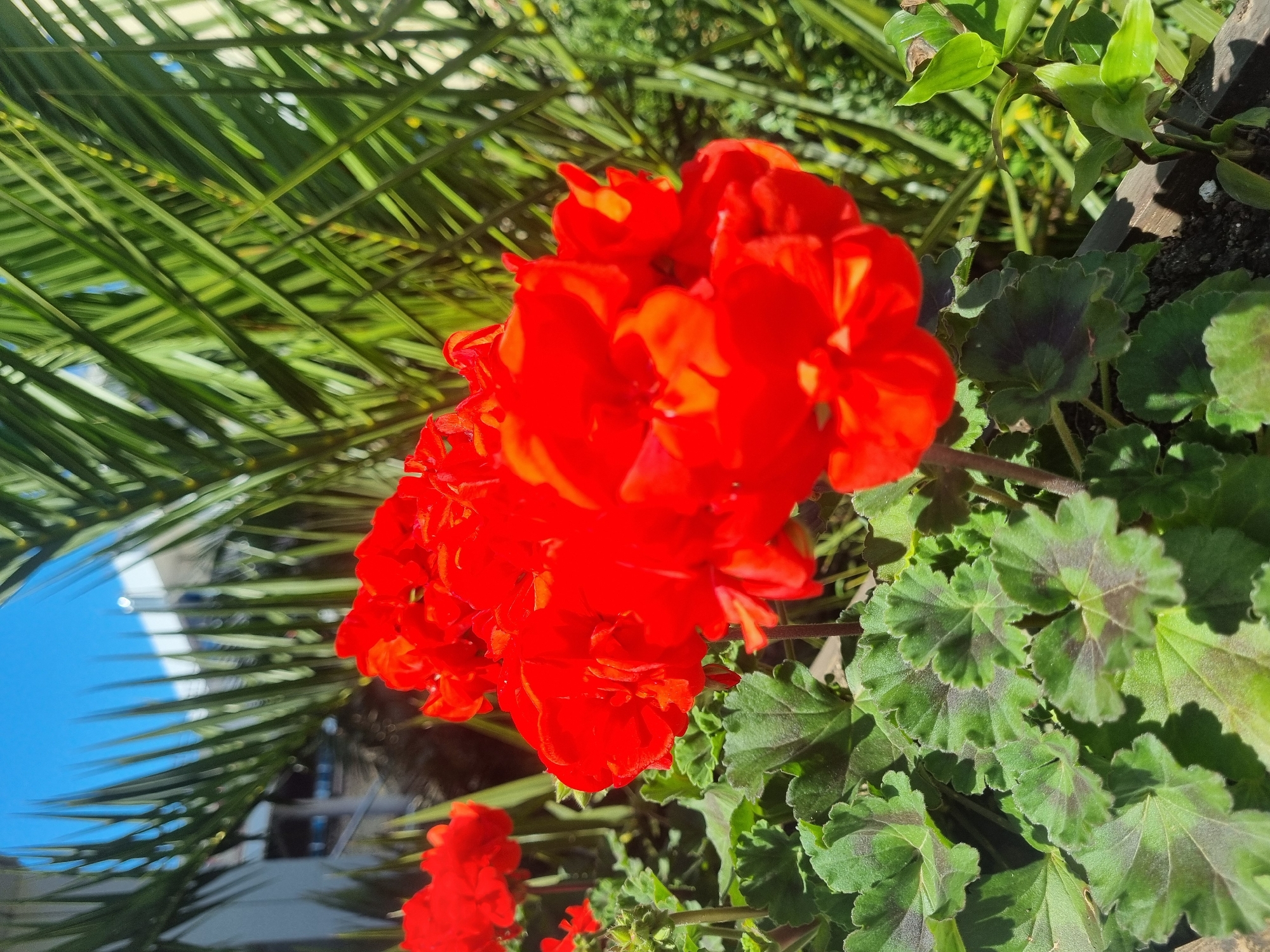 A close-up shot shows bright red geranium flowers in a garden setting. The flowers are in full bloom and are the main focus of the image. Behind the geraniums, there is a background of green foliage, including palm leaves and other plants with heart-shaped leaves. The scene appears to be outdoors on a sunny day, with bright light casting shadows on the flowers and leaves. In the distance, there are glimpses of a building under a clear blue sky. Based on the vegetation, it is possible that the photo was taken in a location with a warm climate. The location is presumed to be Sochi, Russia.
